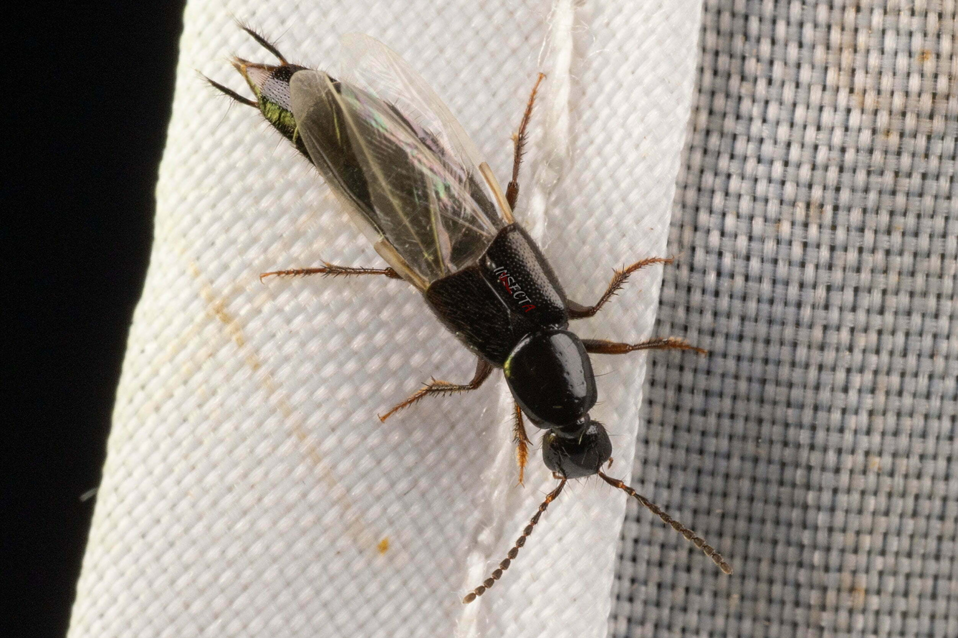 隐翅虫是一种鞘翅目隐翅虫科的昆虫,因为它的翅膀藏在鞘翅下面而