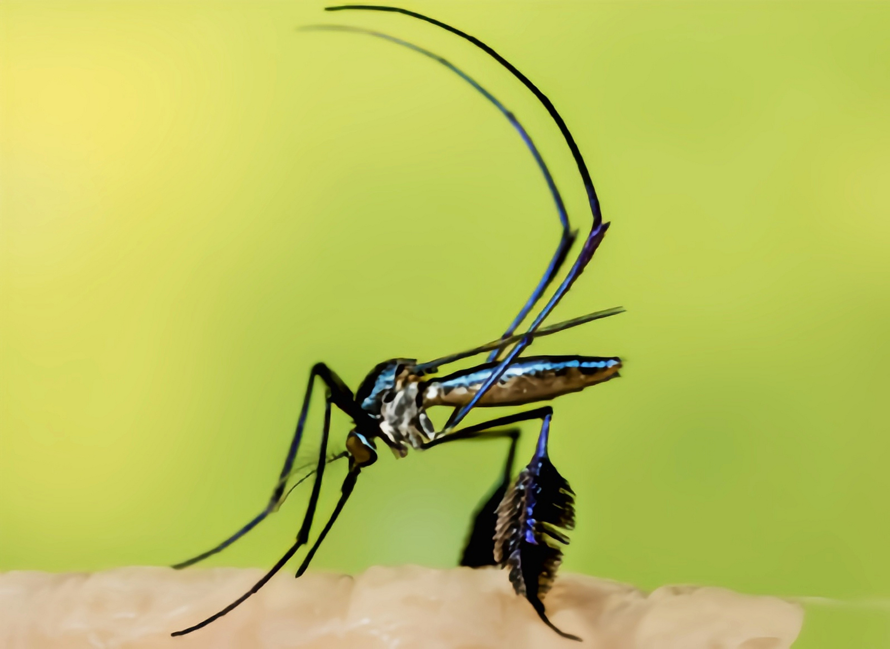 常见昆虫图片蚊子图片