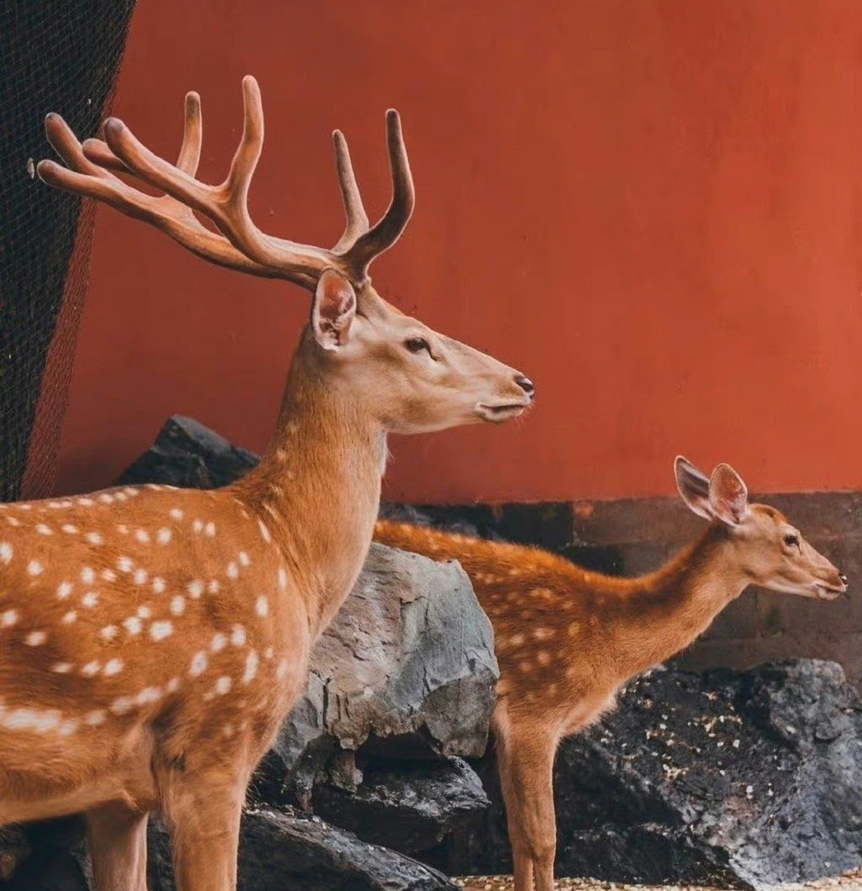 故宫御鹿04,传说见者转运.