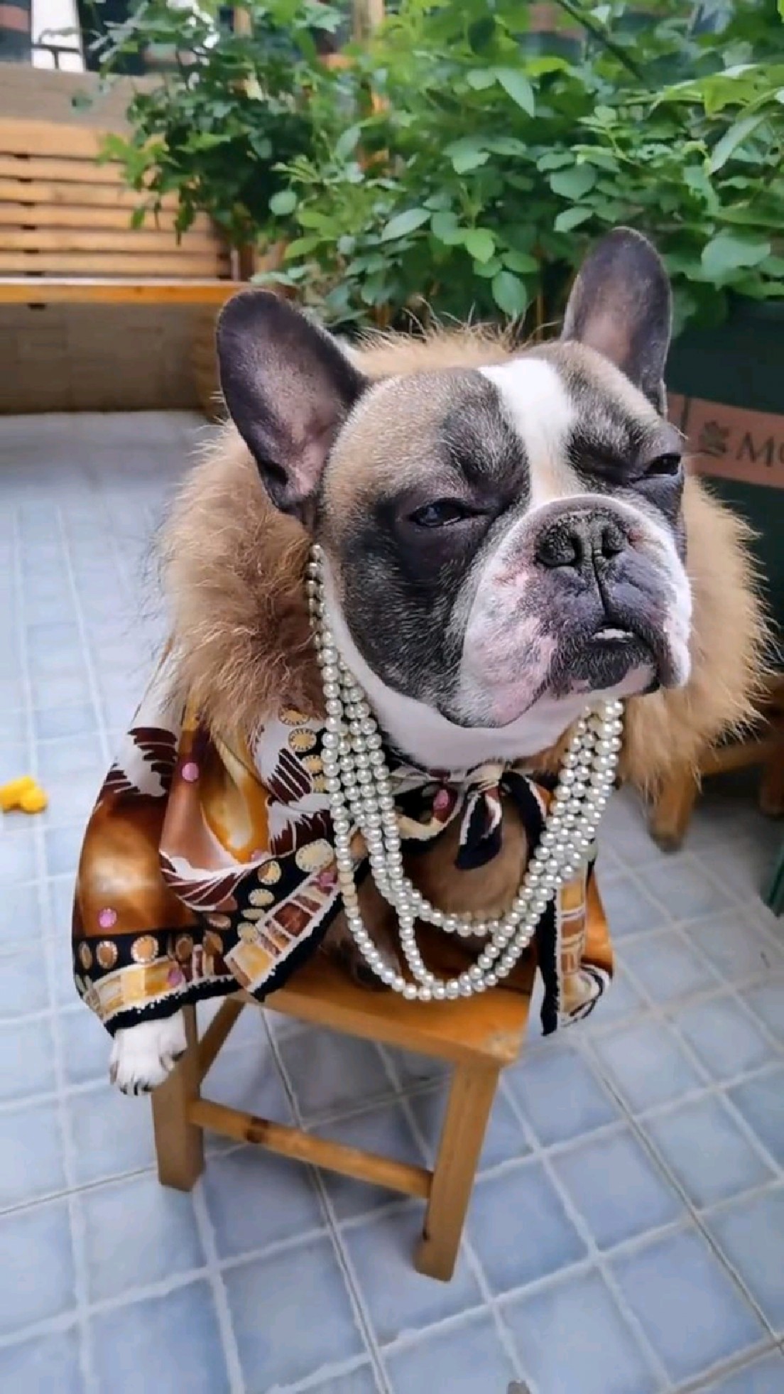 人间富贵狗,傲气冲天