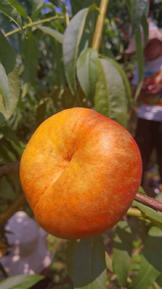 早熟油蟠桃新品种紫金早油蟠 六月上旬成熟,果个大,不裂果-度小视