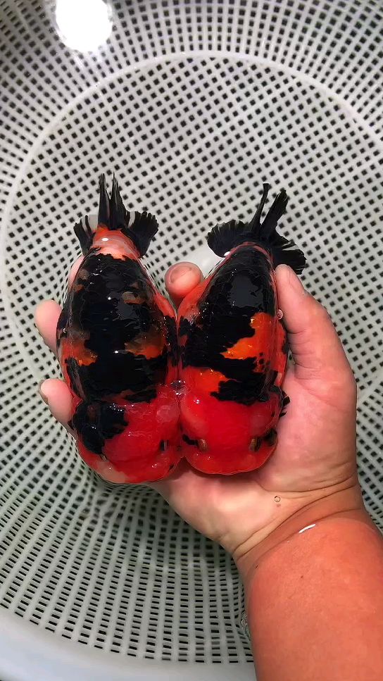 红牛兰寿,一对粗壮