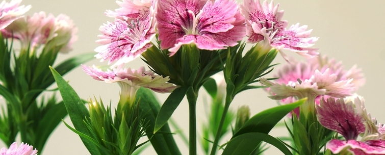 小盆栽花卉批发价格