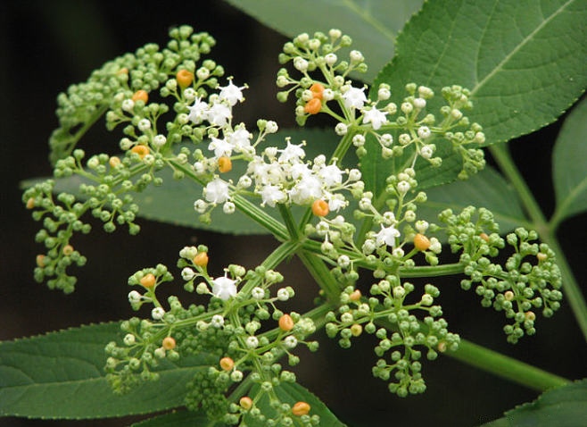 俗称"英雄草",民间又叫"接骨草",被女性誉为"妇女之友"