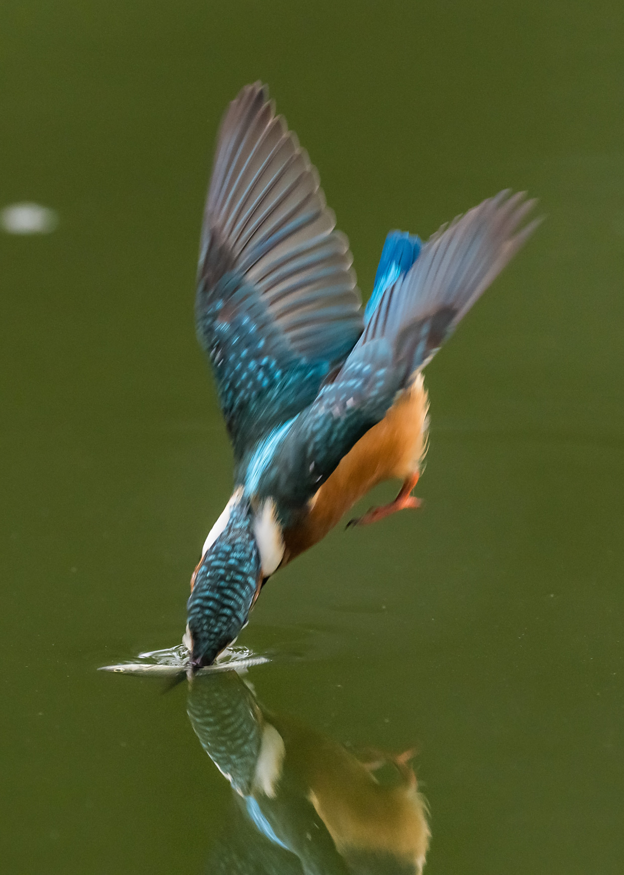 潇洒利落的翠鸟抓鱼