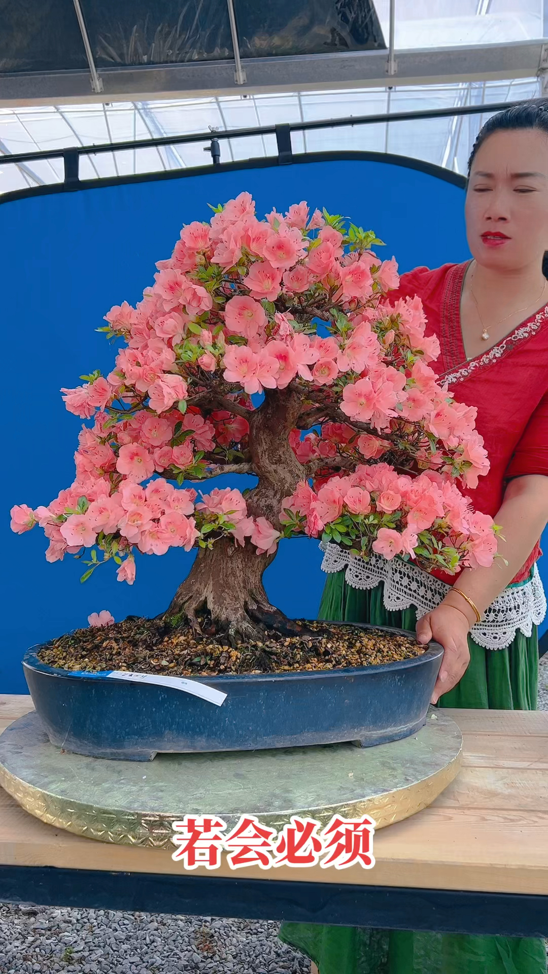 若惠必须杜鹃花盆景喜欢的朋友关注一下