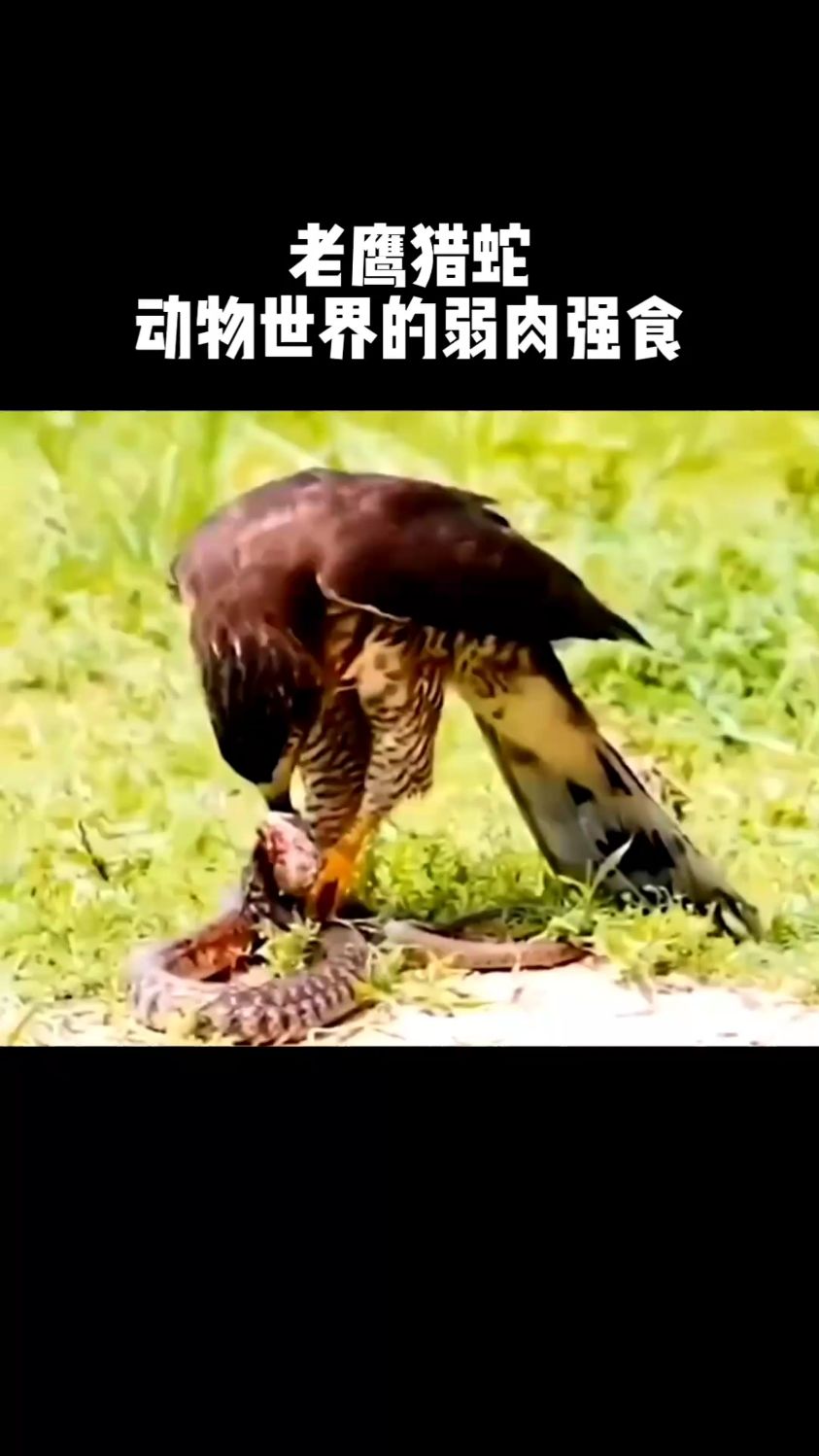 老鹰猎蛇,动物世界的弱肉强食!