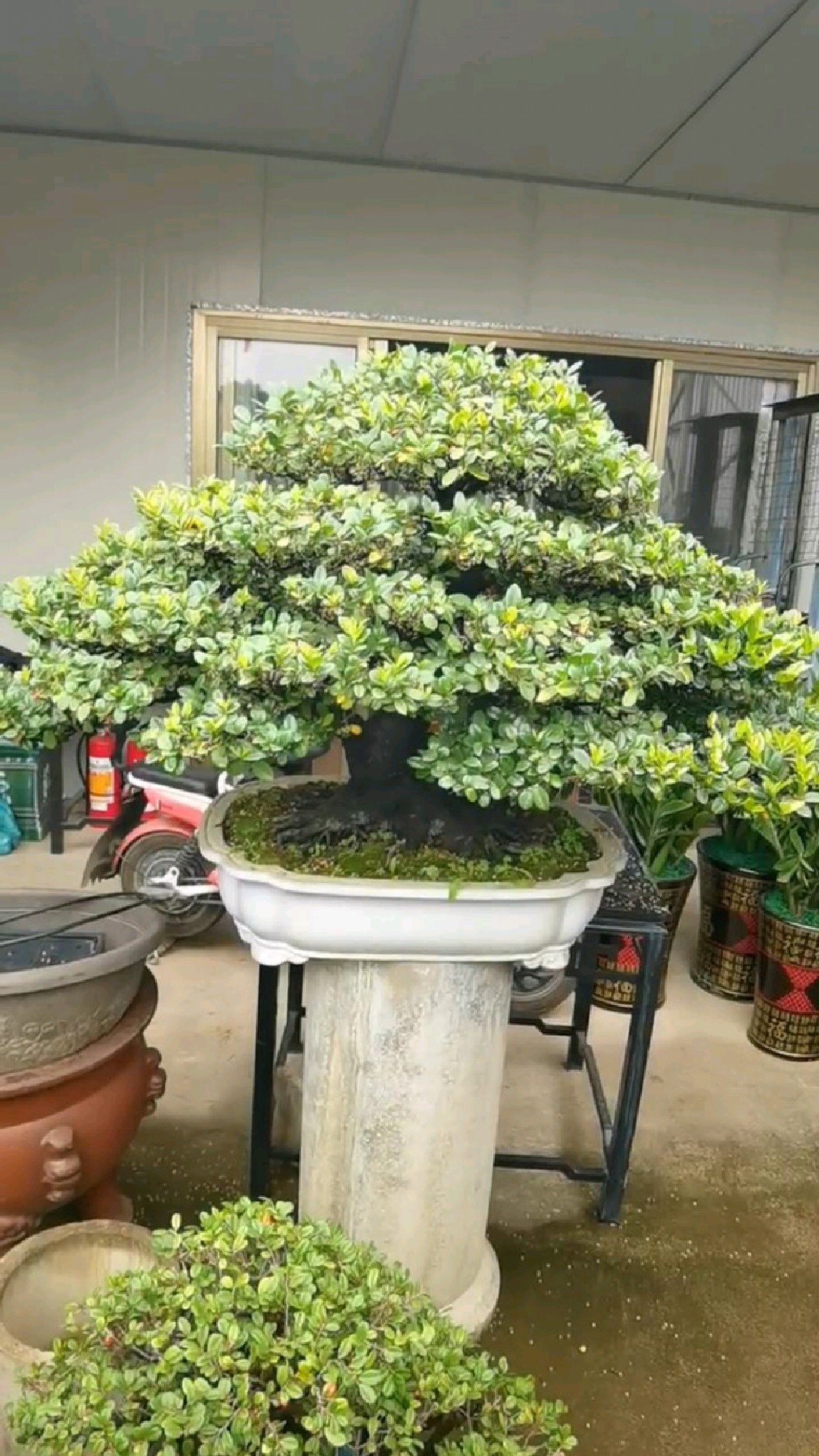 翠米茶满树的花朵发出醉人的香味,令许多小蜜蜂沉醉其中.-度小视