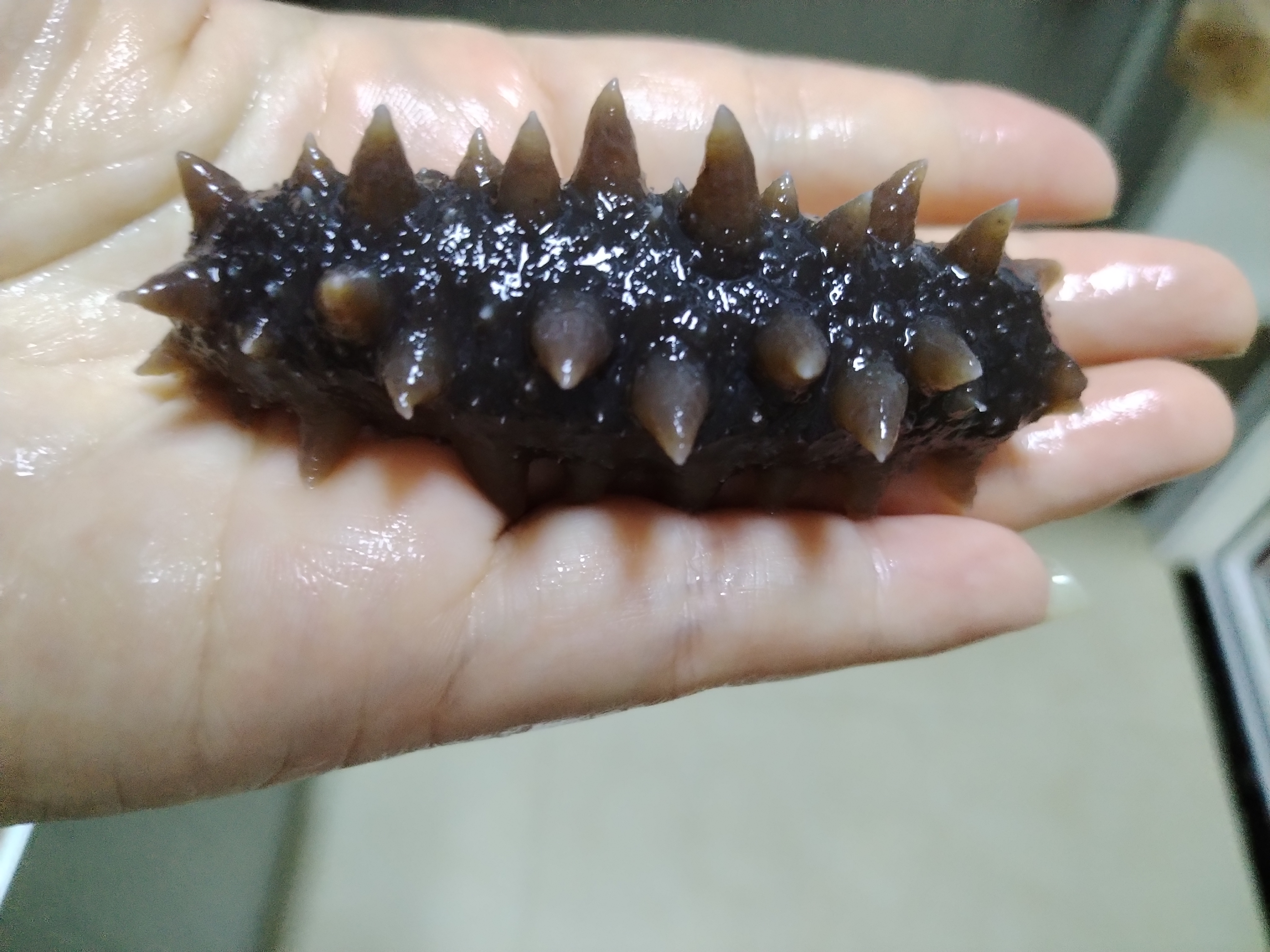 拉缸盐海参泡发