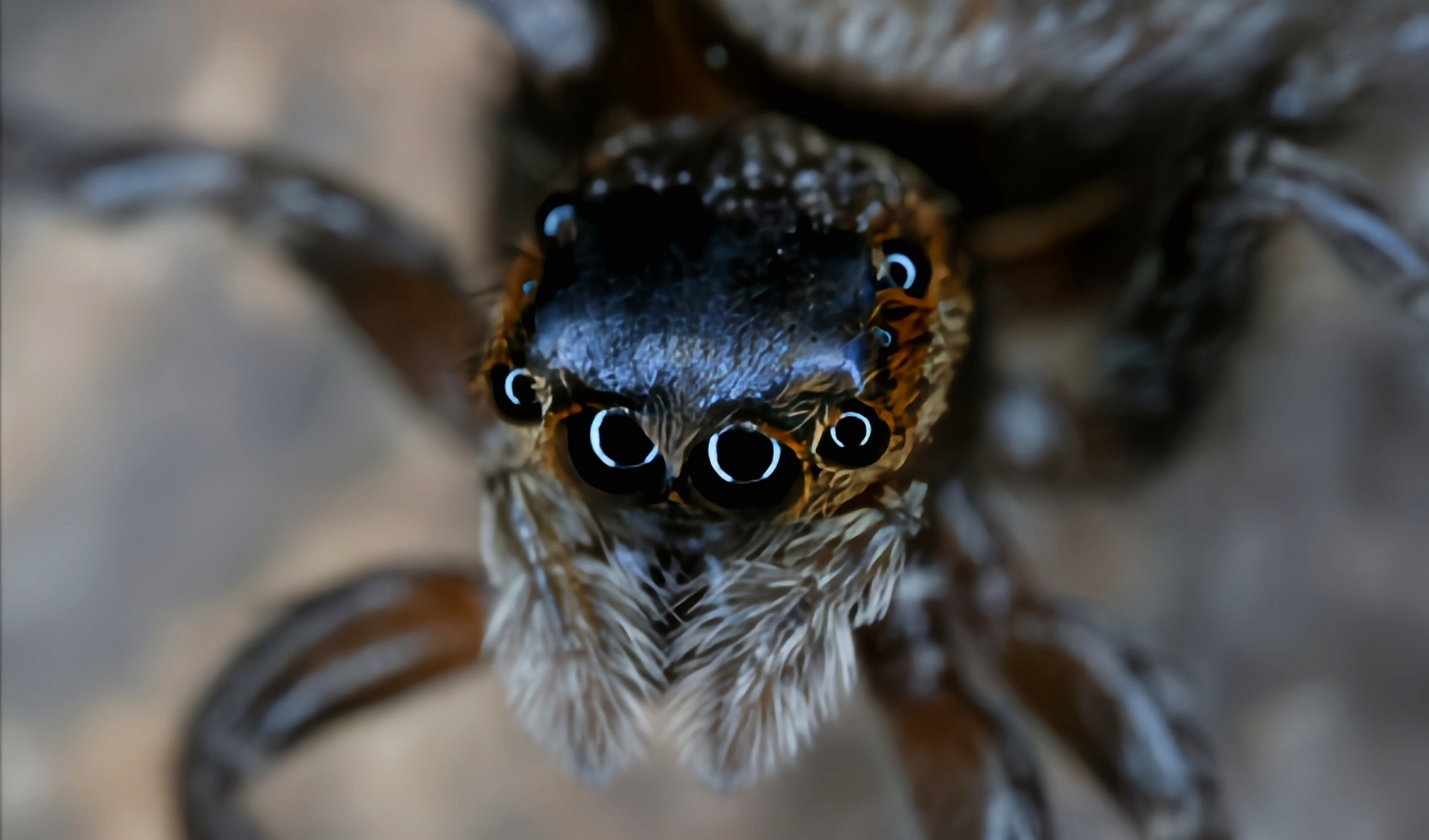每天认识一种动物——花蛤沙蛛 花蛤沙蛛别名蝇虎,苍蝇老虎,安德逊跳