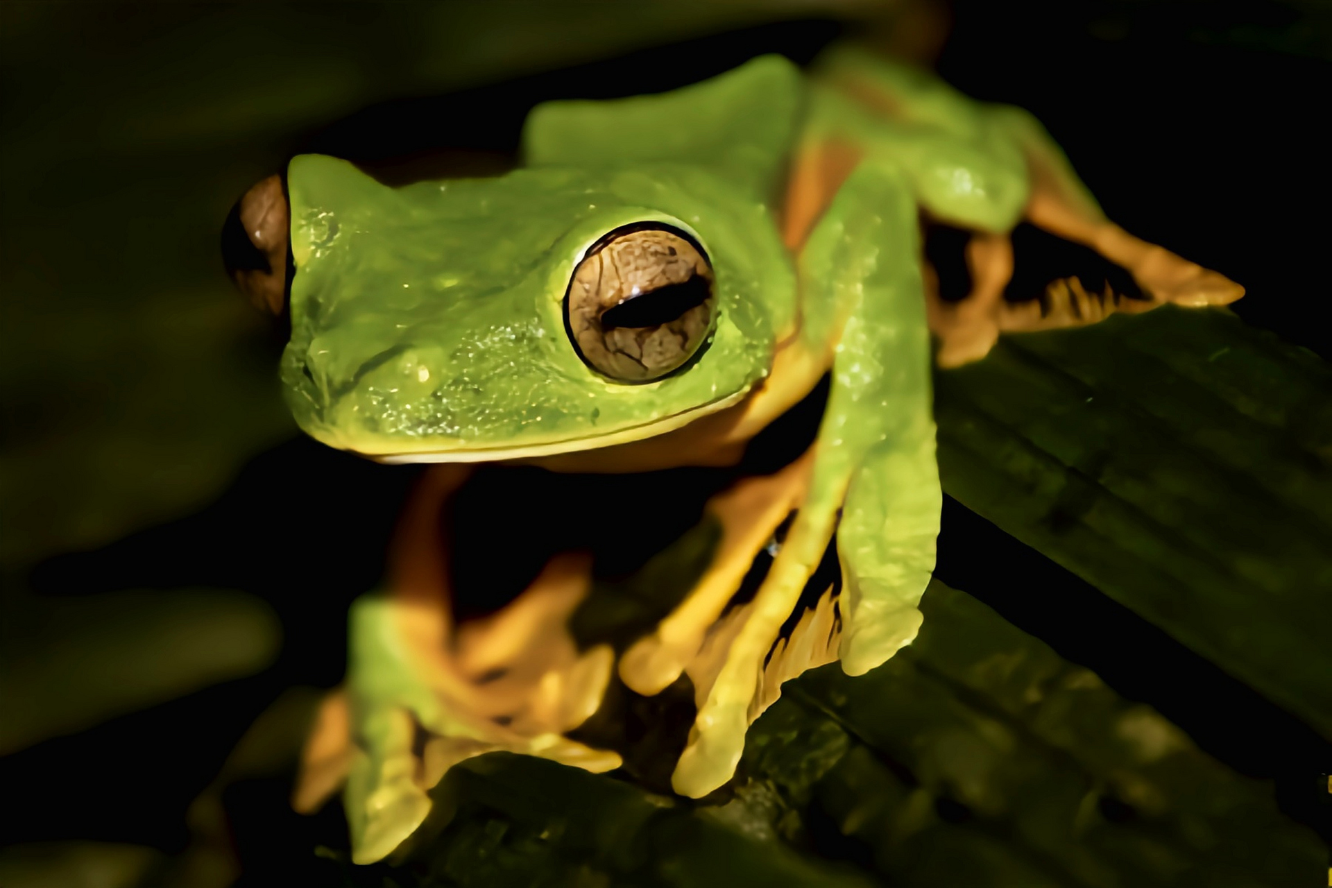 每天认识一种动物——华莱士飞蛙 华莱士飞蛙别名黑掌树蛙,原产于亚洲