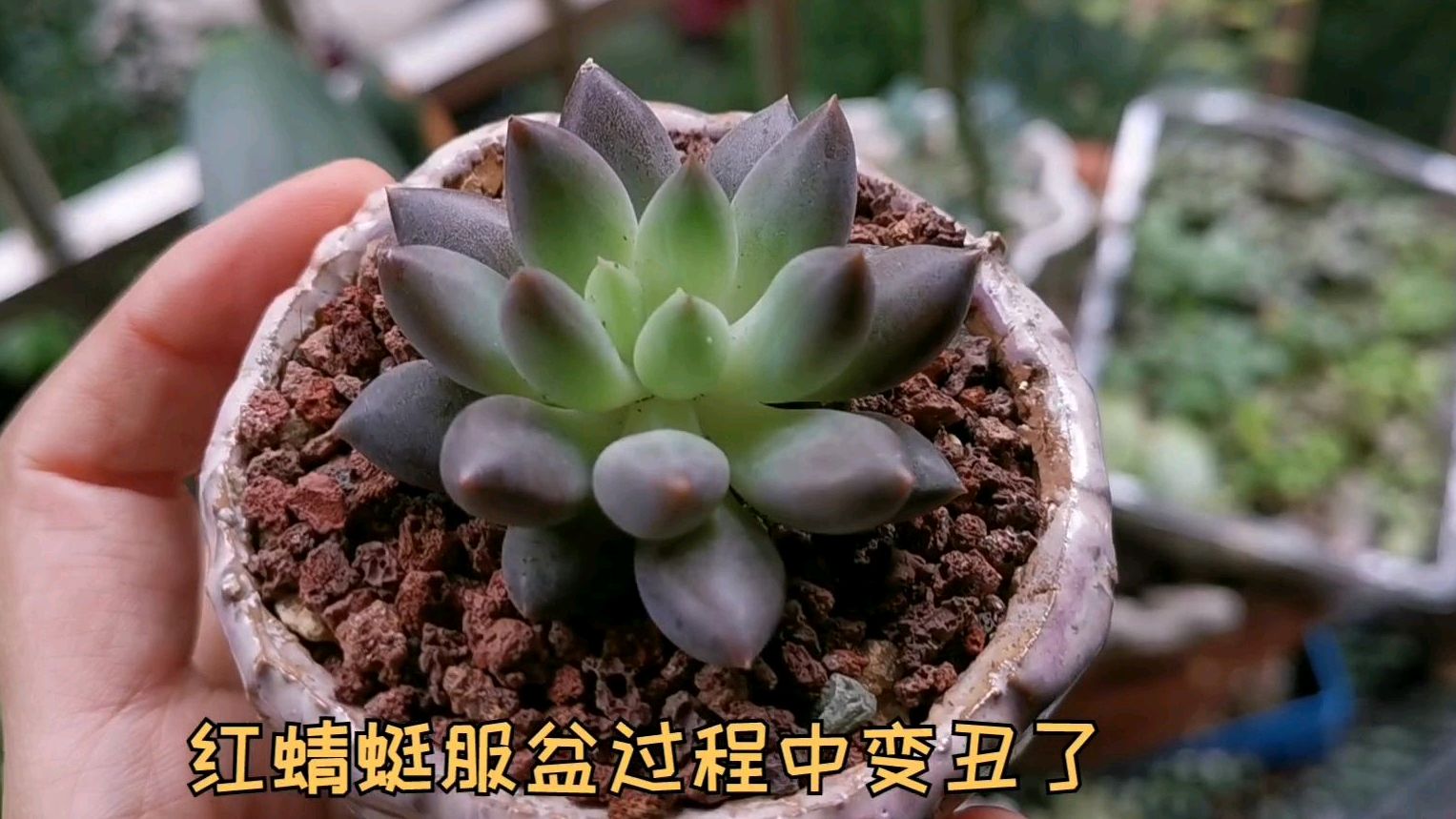 香槟、东云淋雨一个星期后长残长丑,多肉入秋后不要连续淋雨