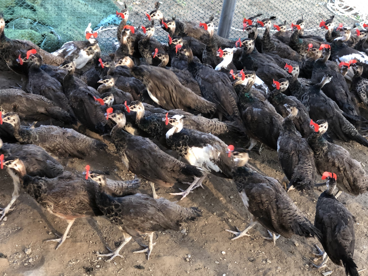 如何饲养三个月的孔雀苗