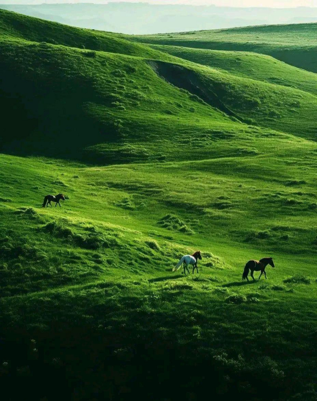 美丽辽阔的原野图图片