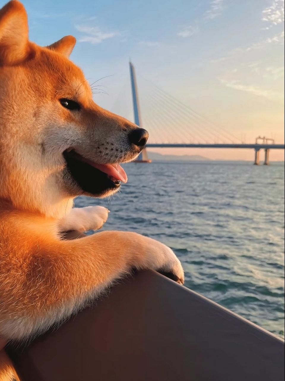 这狗命也太好了吧!主人带它去看海,也不知道它会不会晕船?