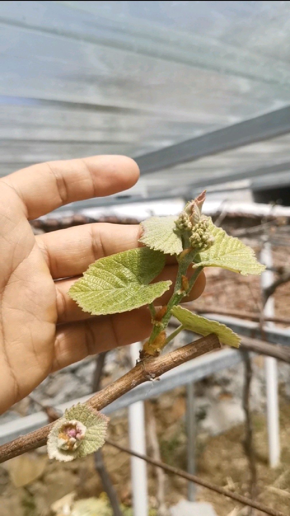 葡萄抹芽技术详解一看就会