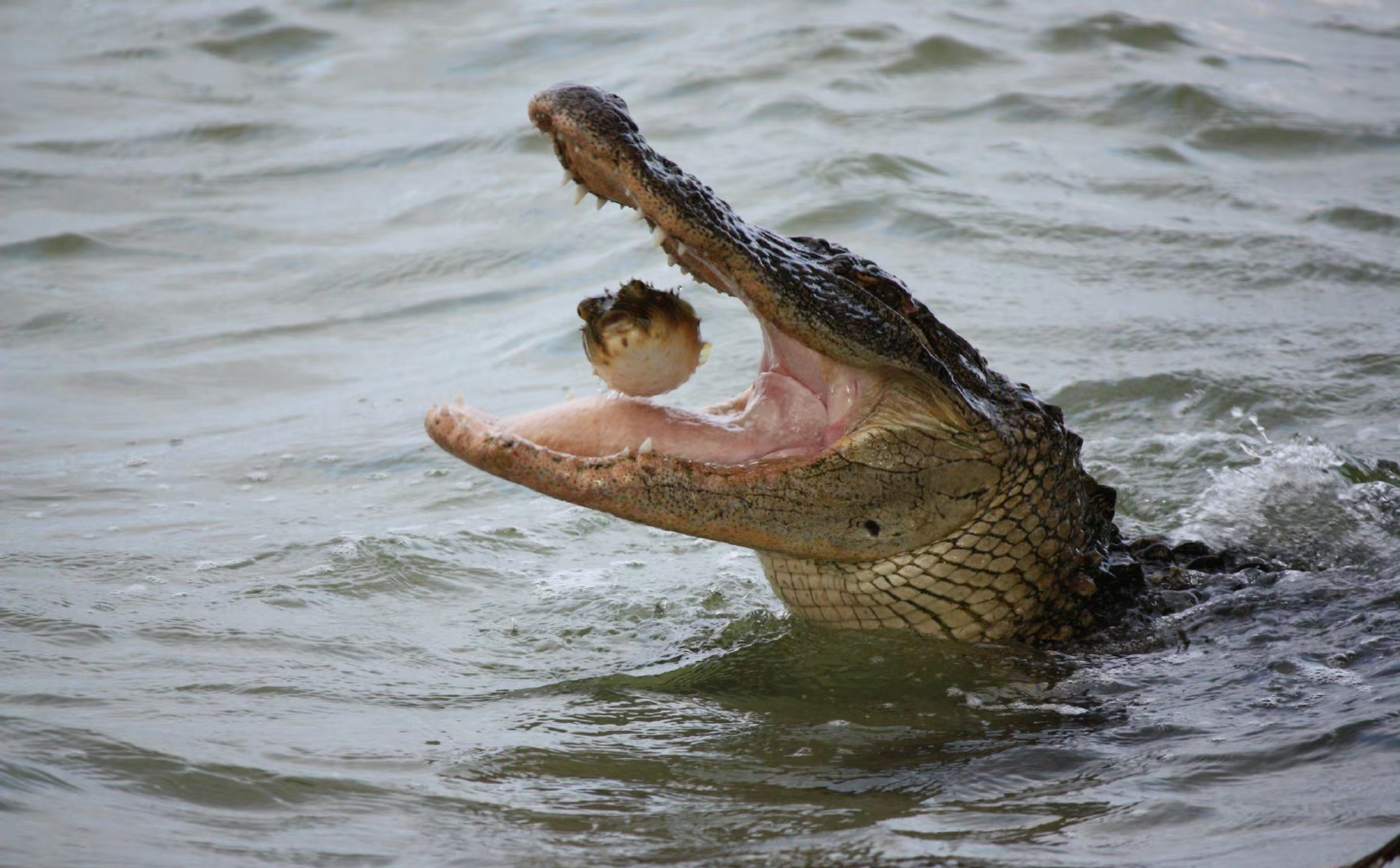 鳄鱼是大型水生爬行动物,生活在非洲,亚洲, 美洲和澳大利亚的整个热带