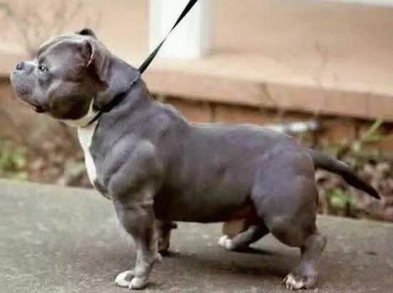 恶霸犬和比特犬是不是同一种犬?有什么区别?