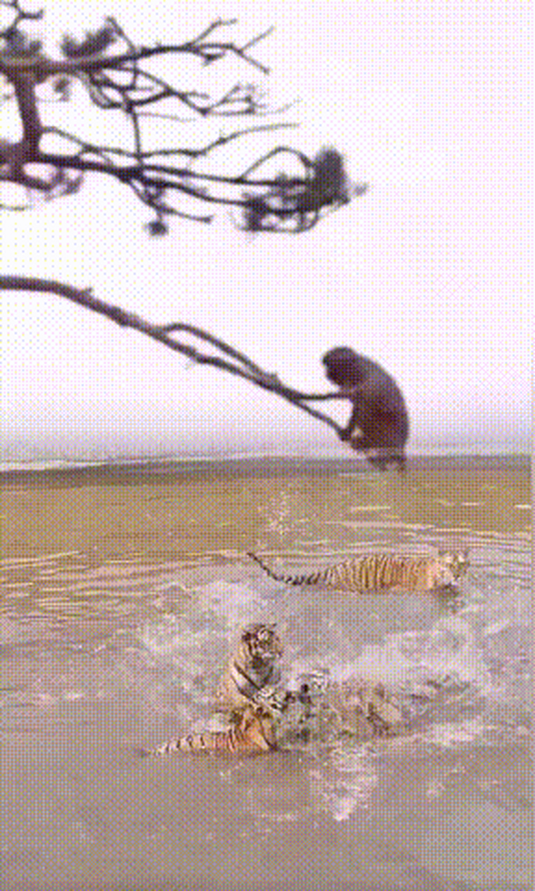 在死亡的边缘疯狂试探