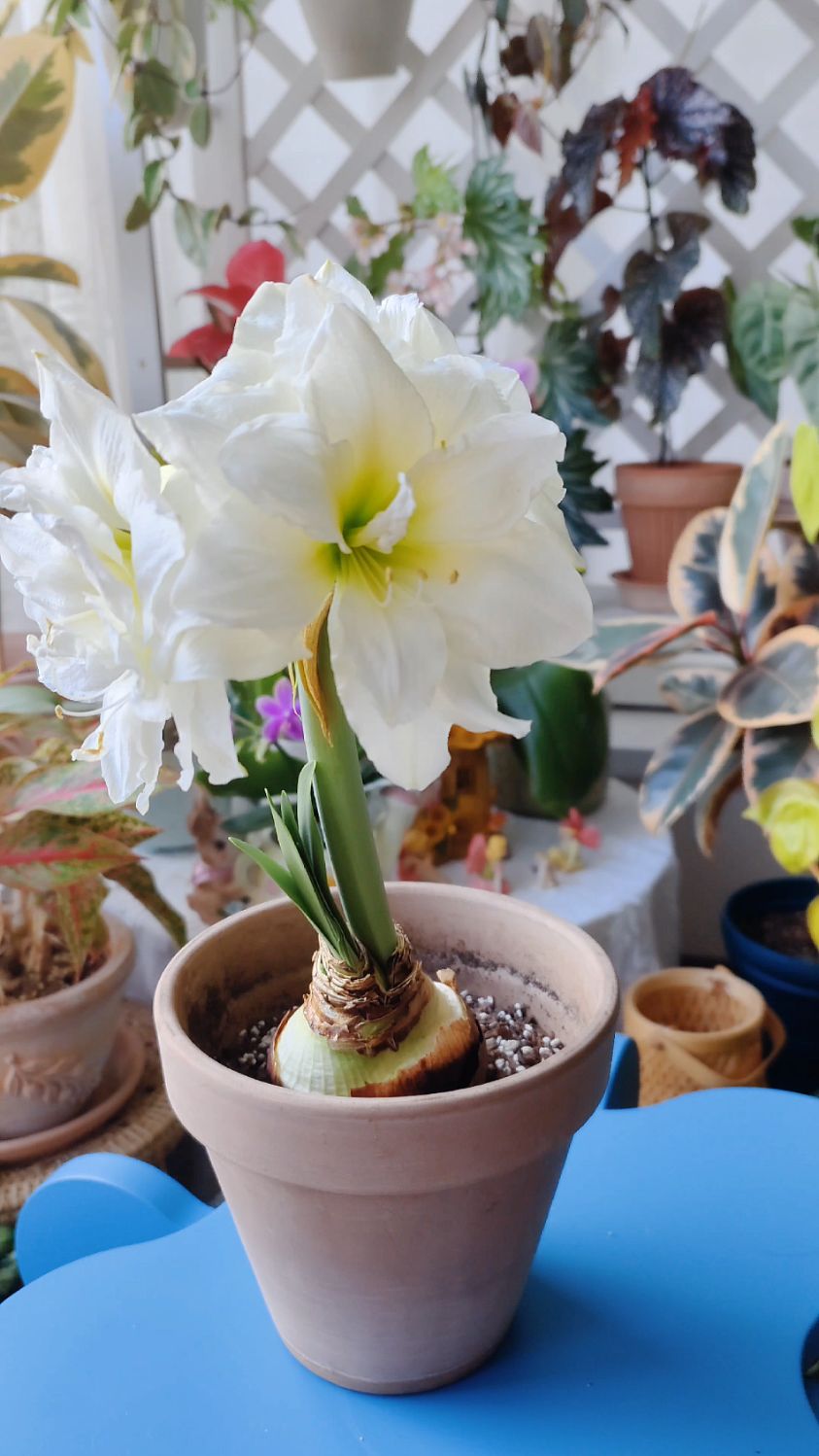 开花机器阿弗雷朱顶红值得拥有