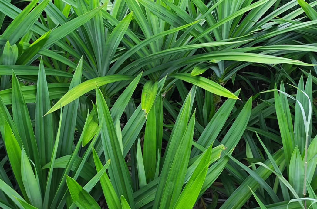 斑斓叶种植方法