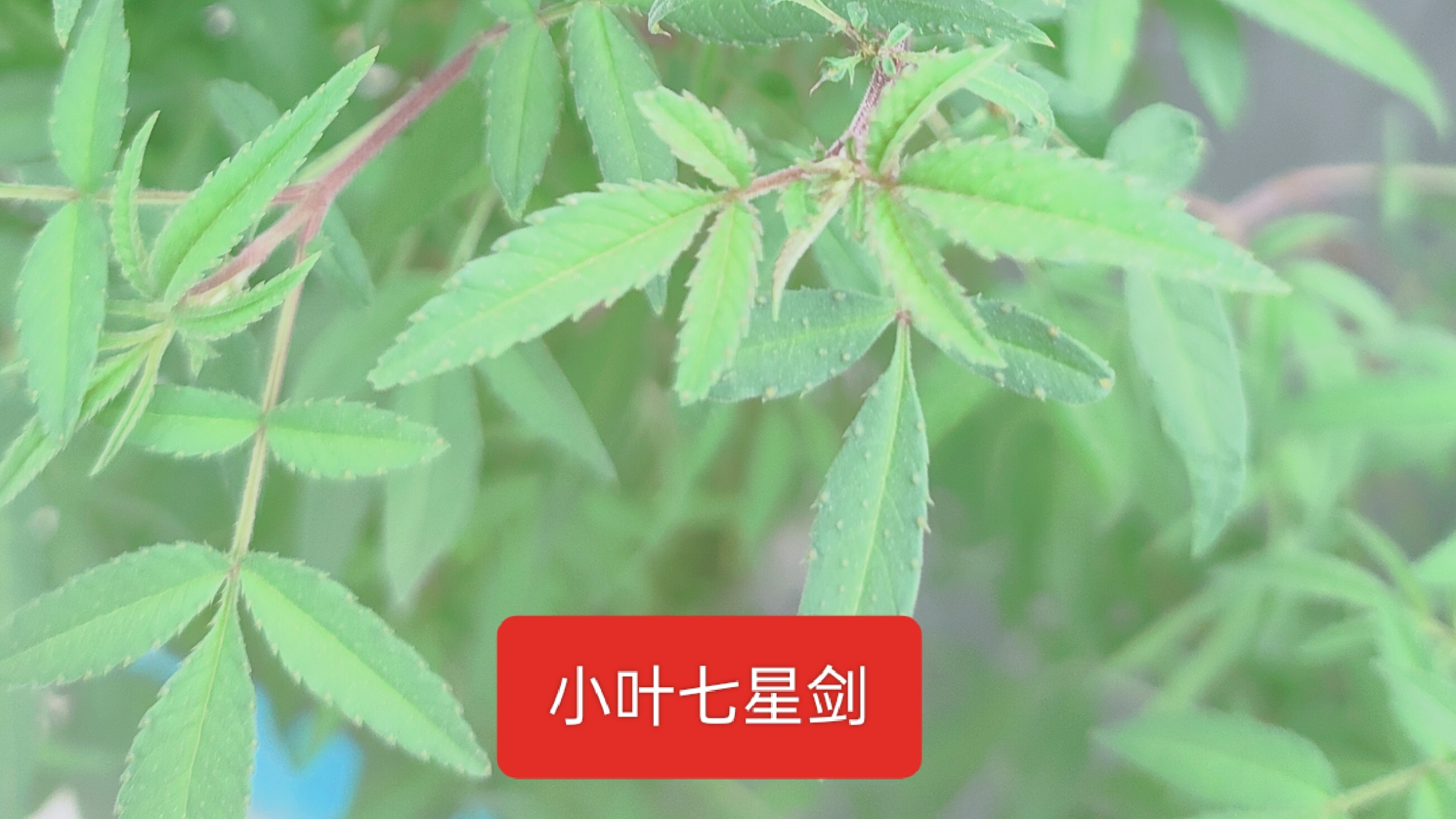 小叶七星剑是药食两用.