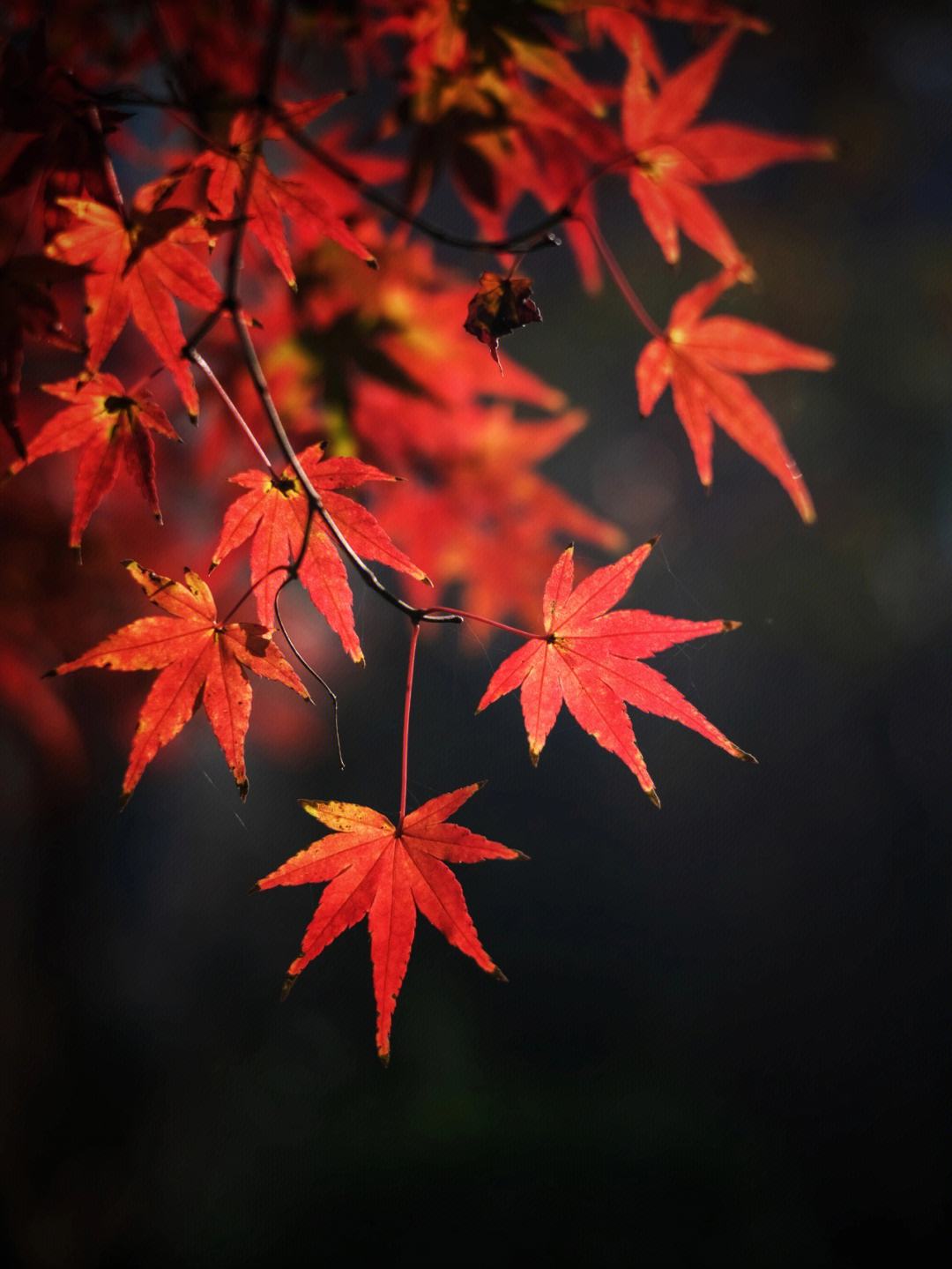 1080_1439竖版 竖屏