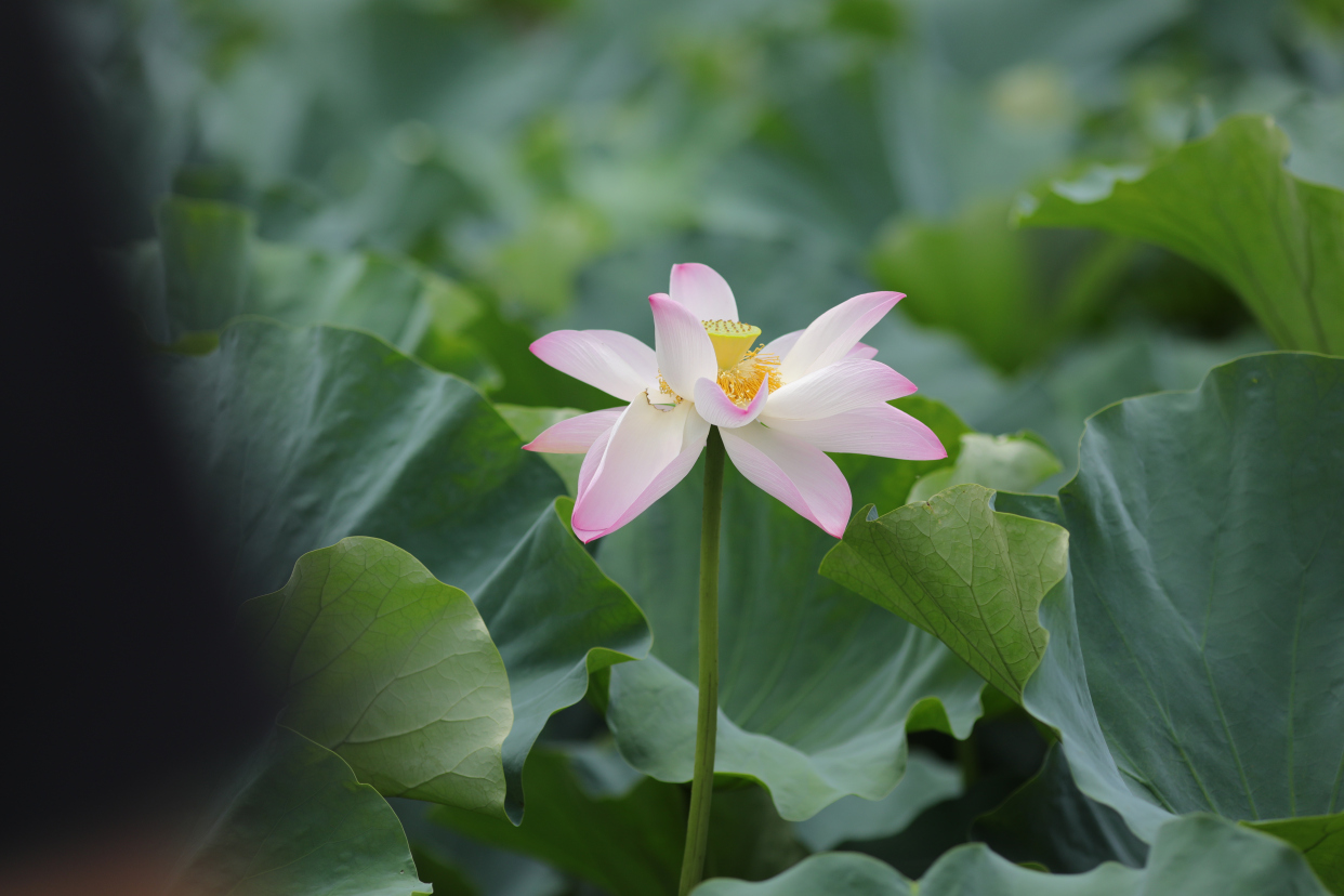 无锡鼋头渚荷花