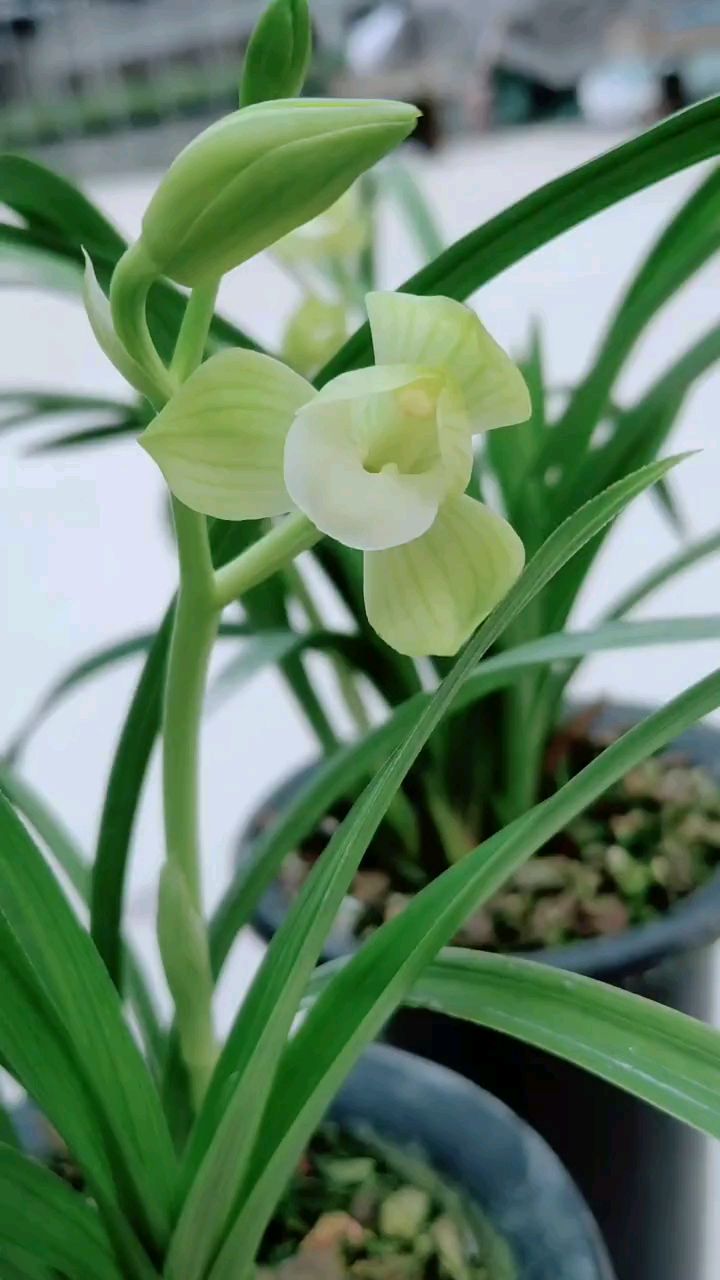 春剑素荷,荷瓣花