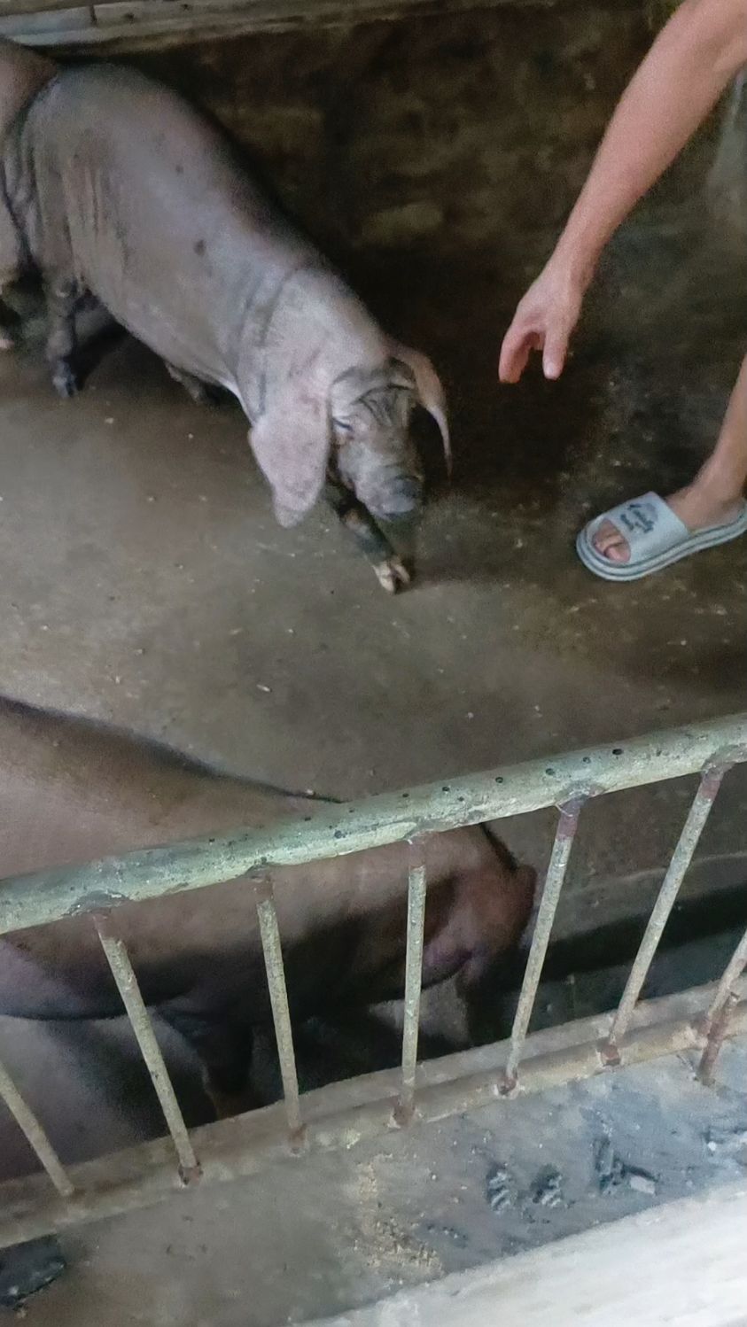 原种太湖母猪#梅山四蹄白母猪-度小视