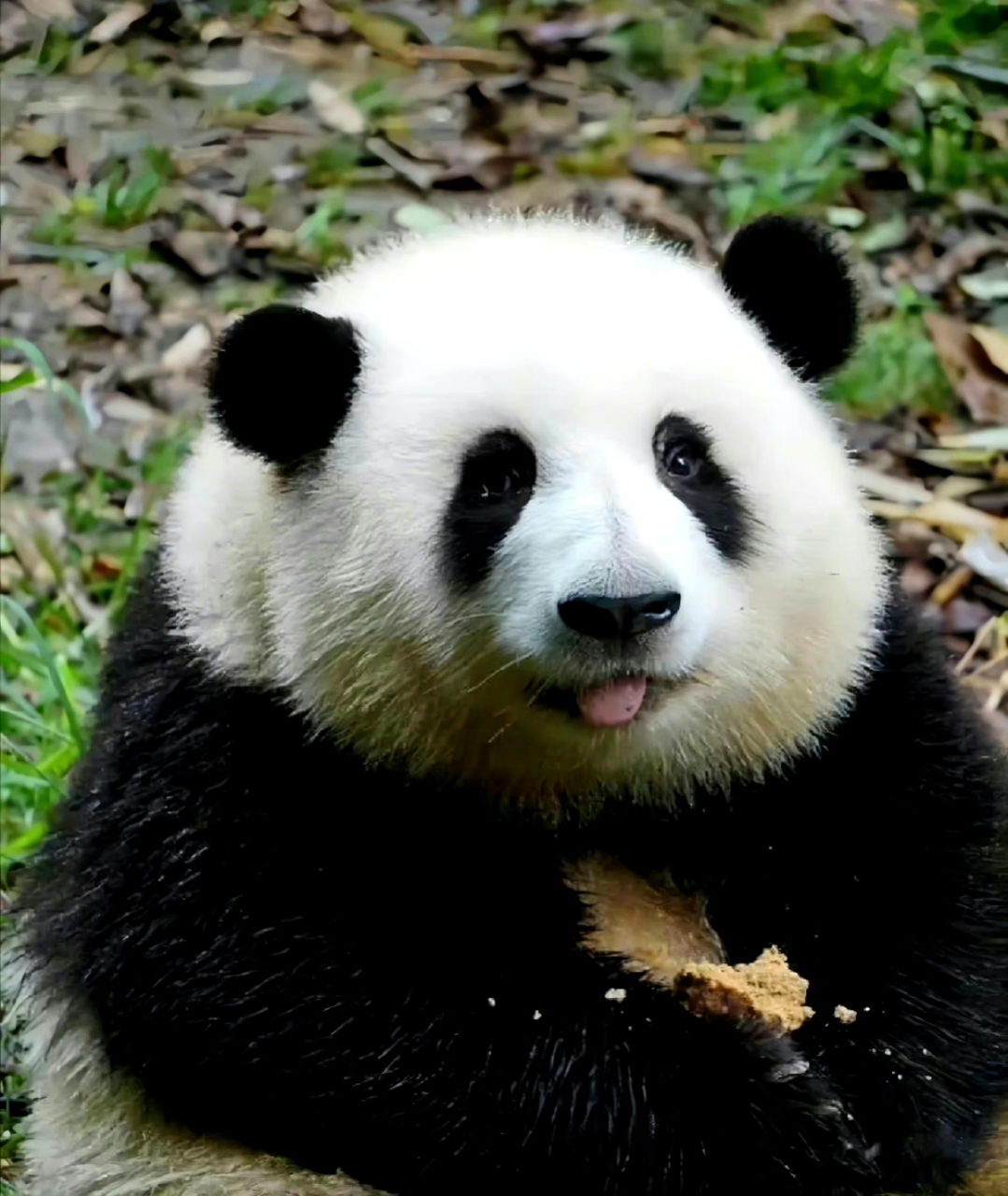 憨态可掬的熊猫花花,太可爱!惹来很多人观看