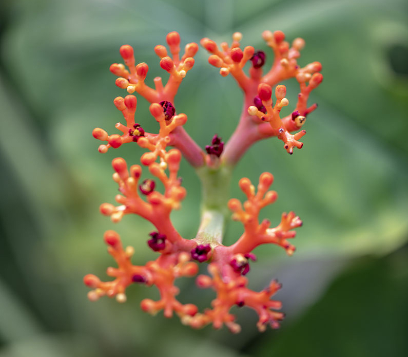 珊瑚婚,三十五周年纪念日.