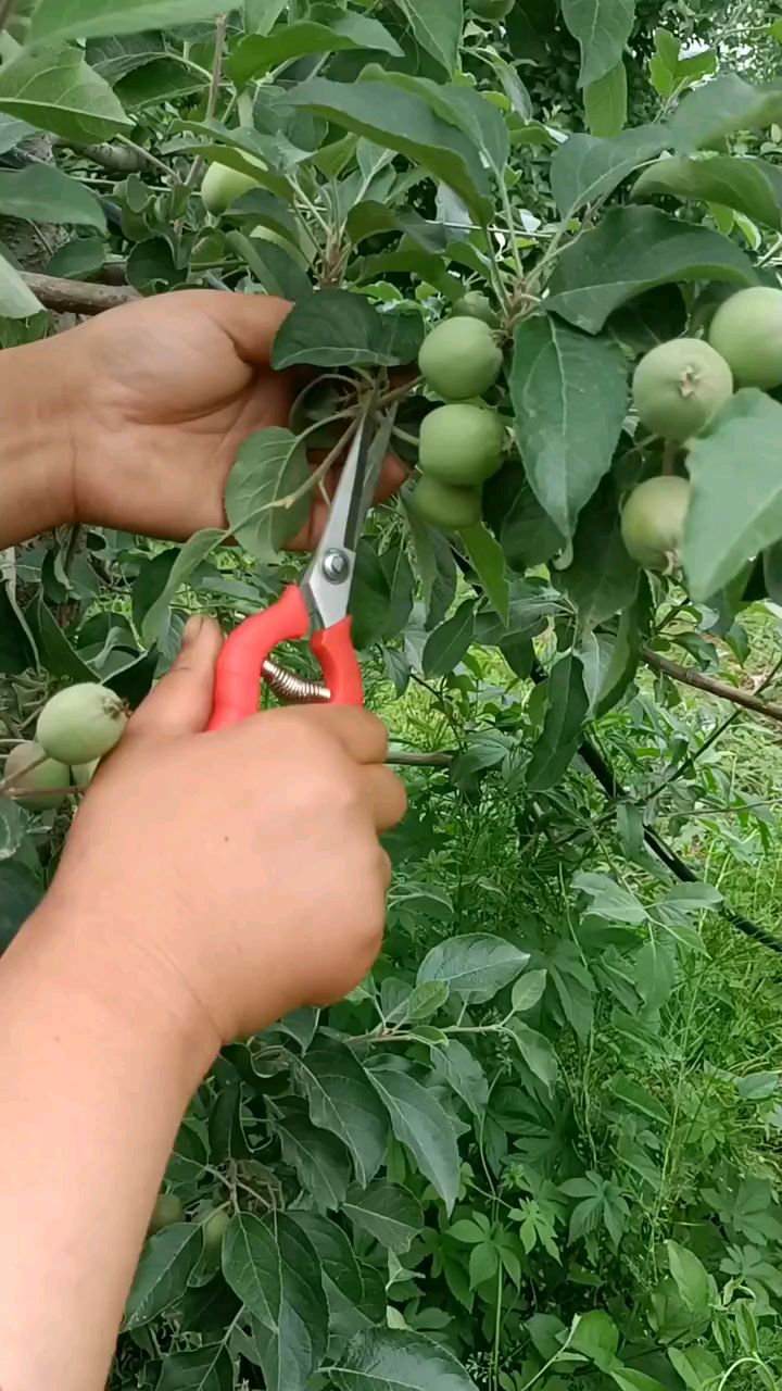 苹果疏果技术分享感觉有用的可以收藏