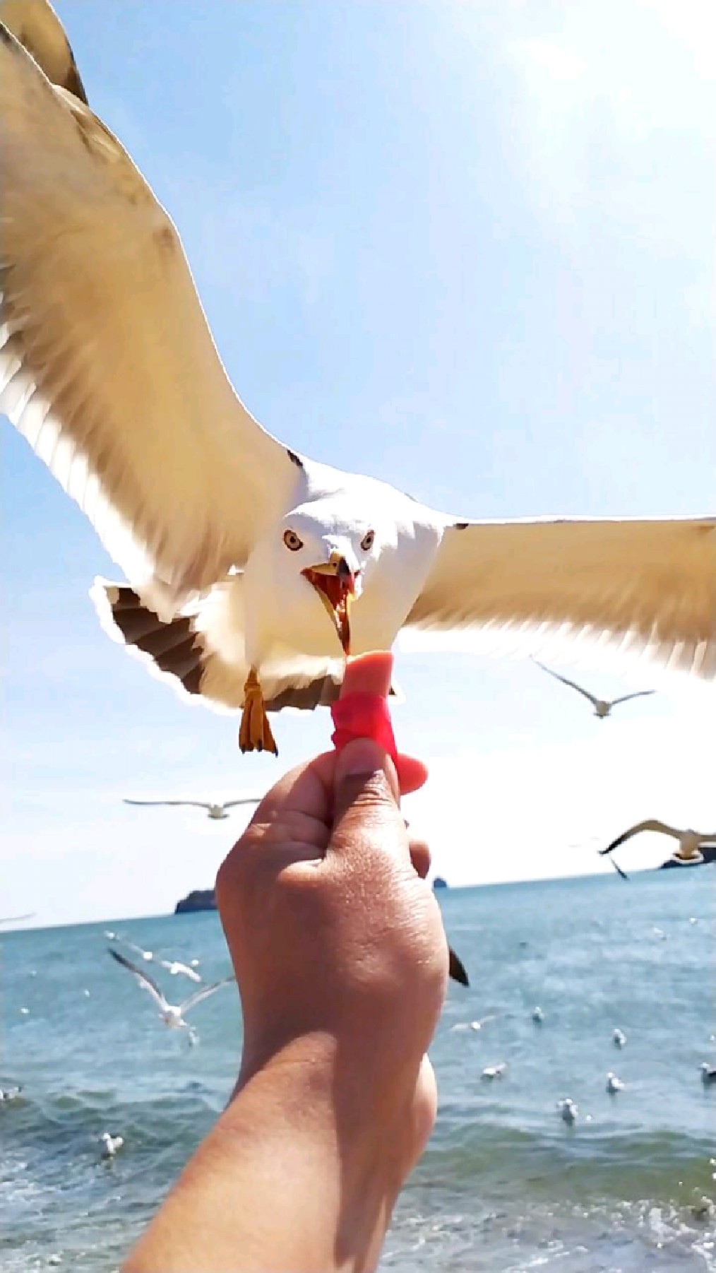 去浪漫的大连喂海鸥