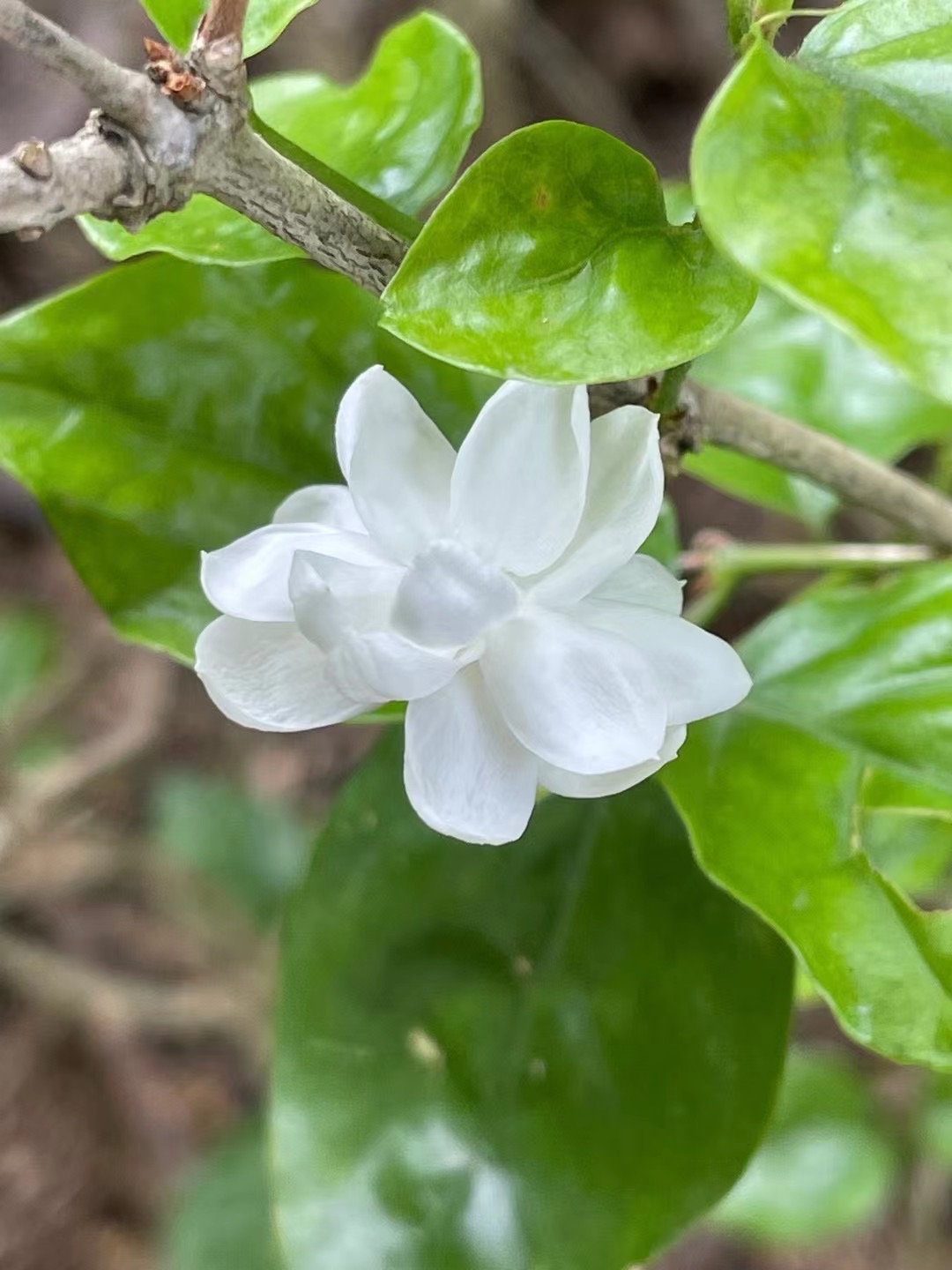 福州市花 baijiahao.baidu.com