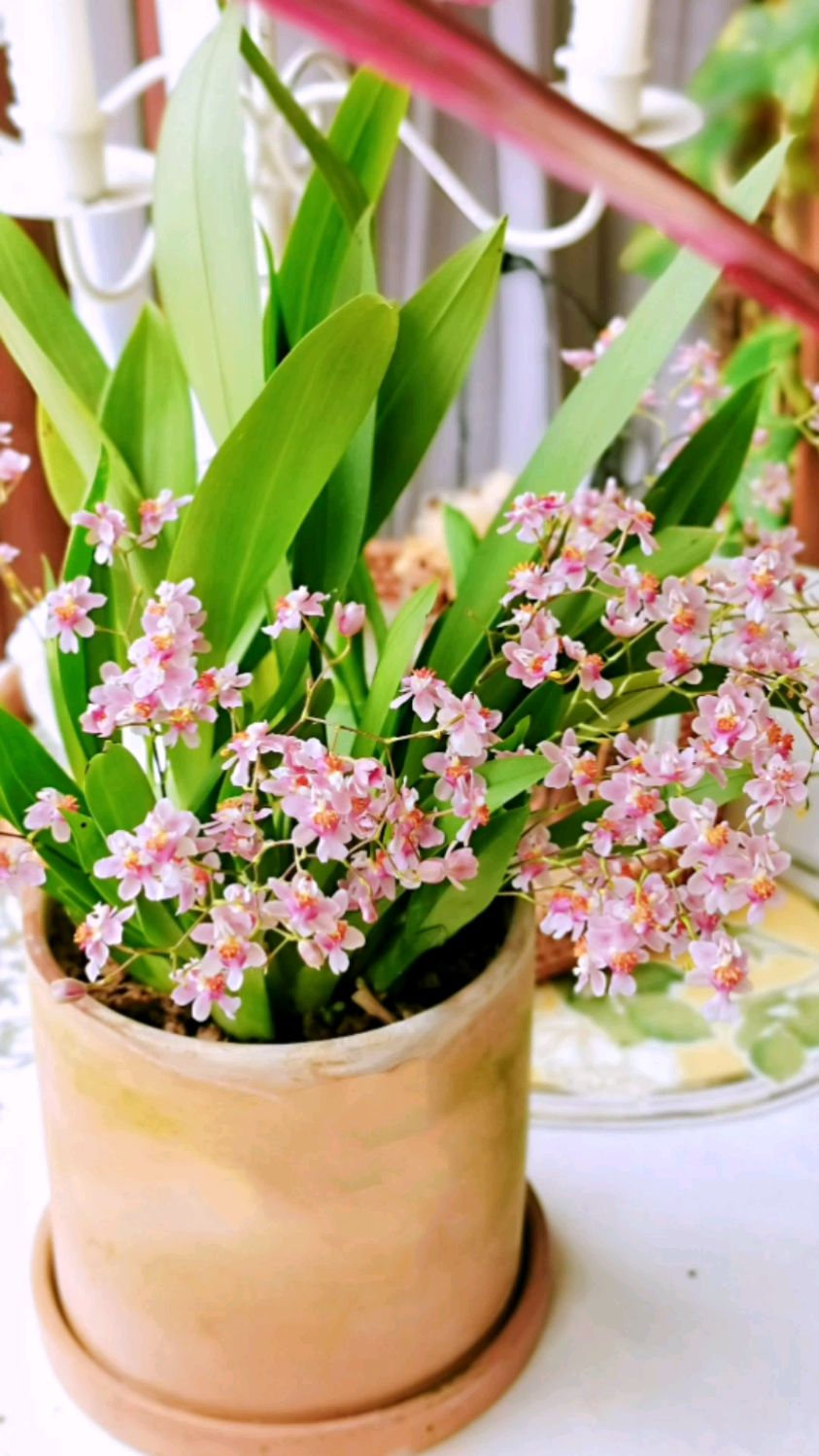 沉浸式换盆文心兰落花我等你明年