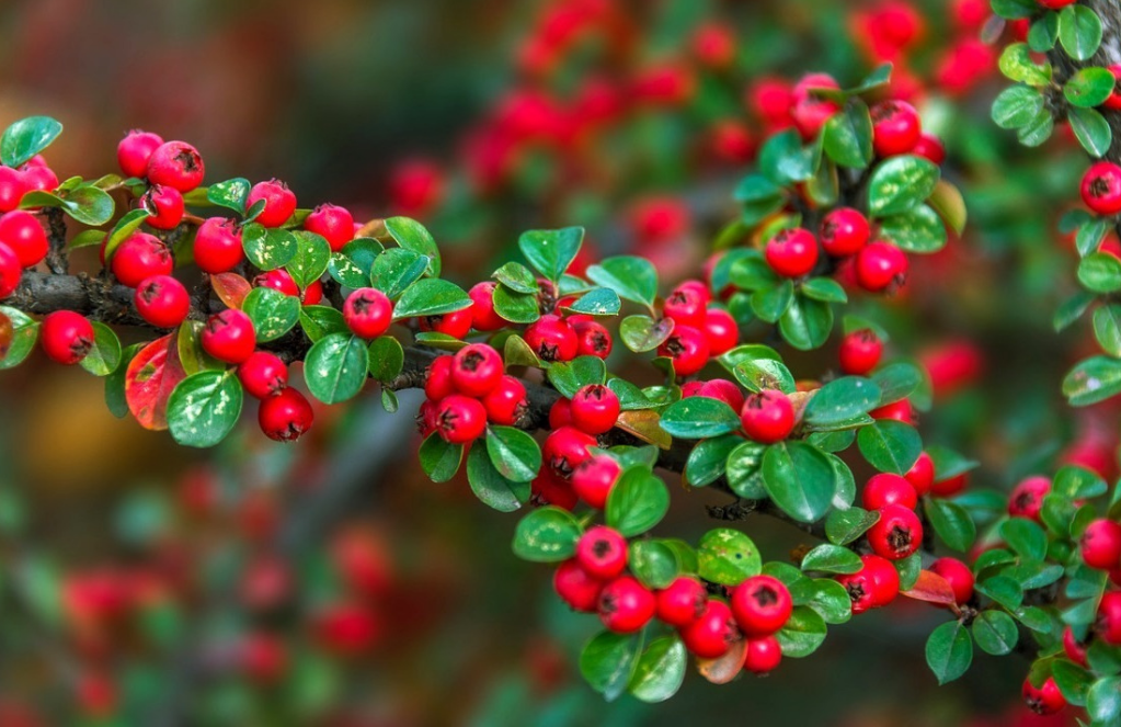 红花荀子是什么植物