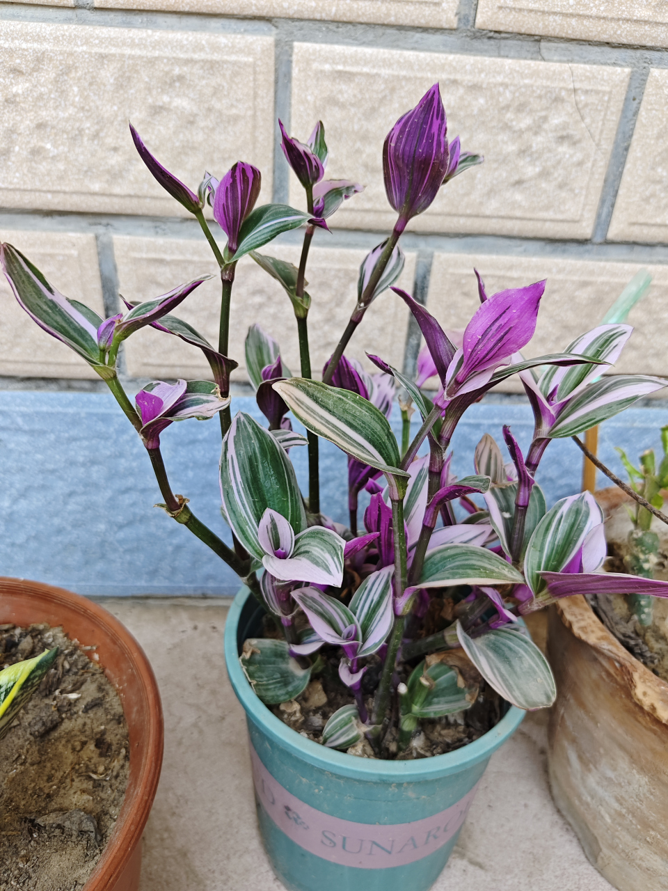 首先需要把油画吊兰养在散射光或者明亮的地方,但是也不要太过遮阴