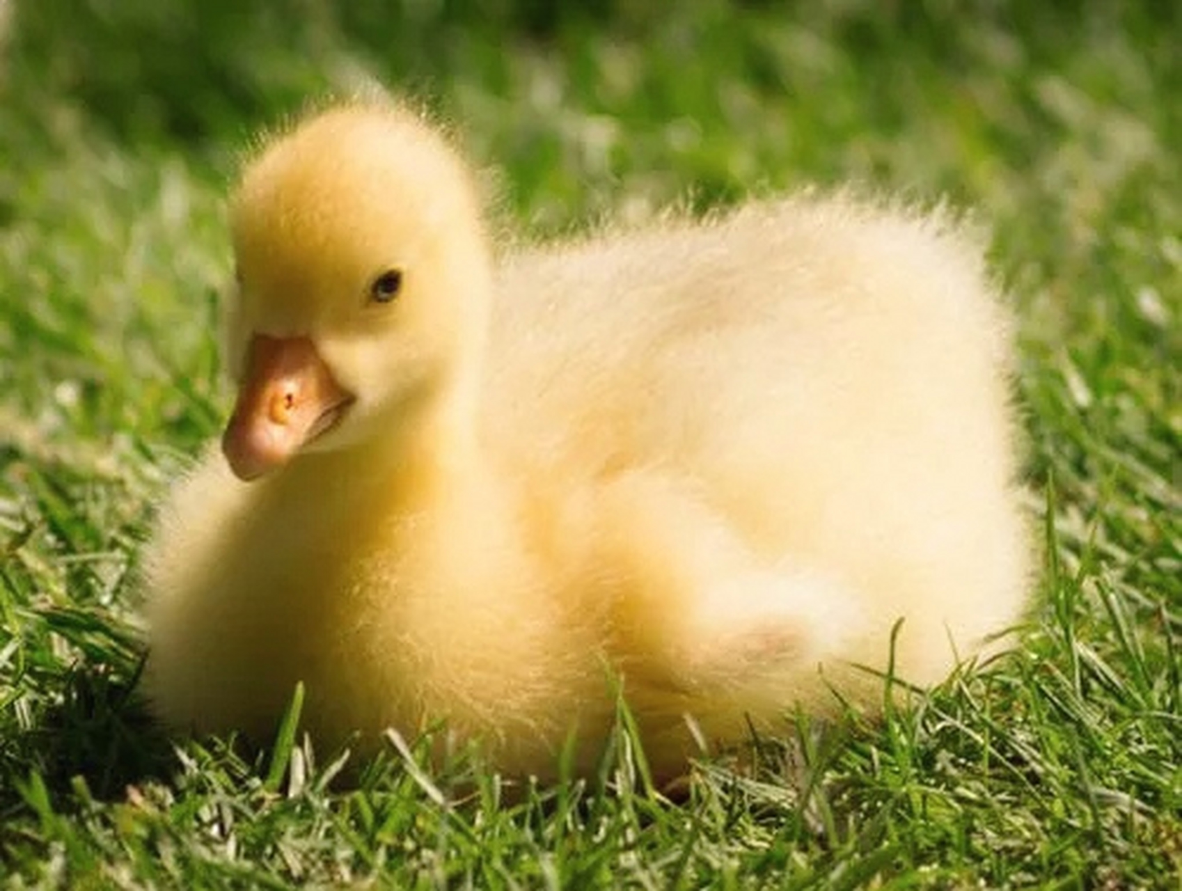萌萌的小鸭子,太可爱了![心] 萌趣可爱,游泳高手,黄毛茸茸,深受喜爱.