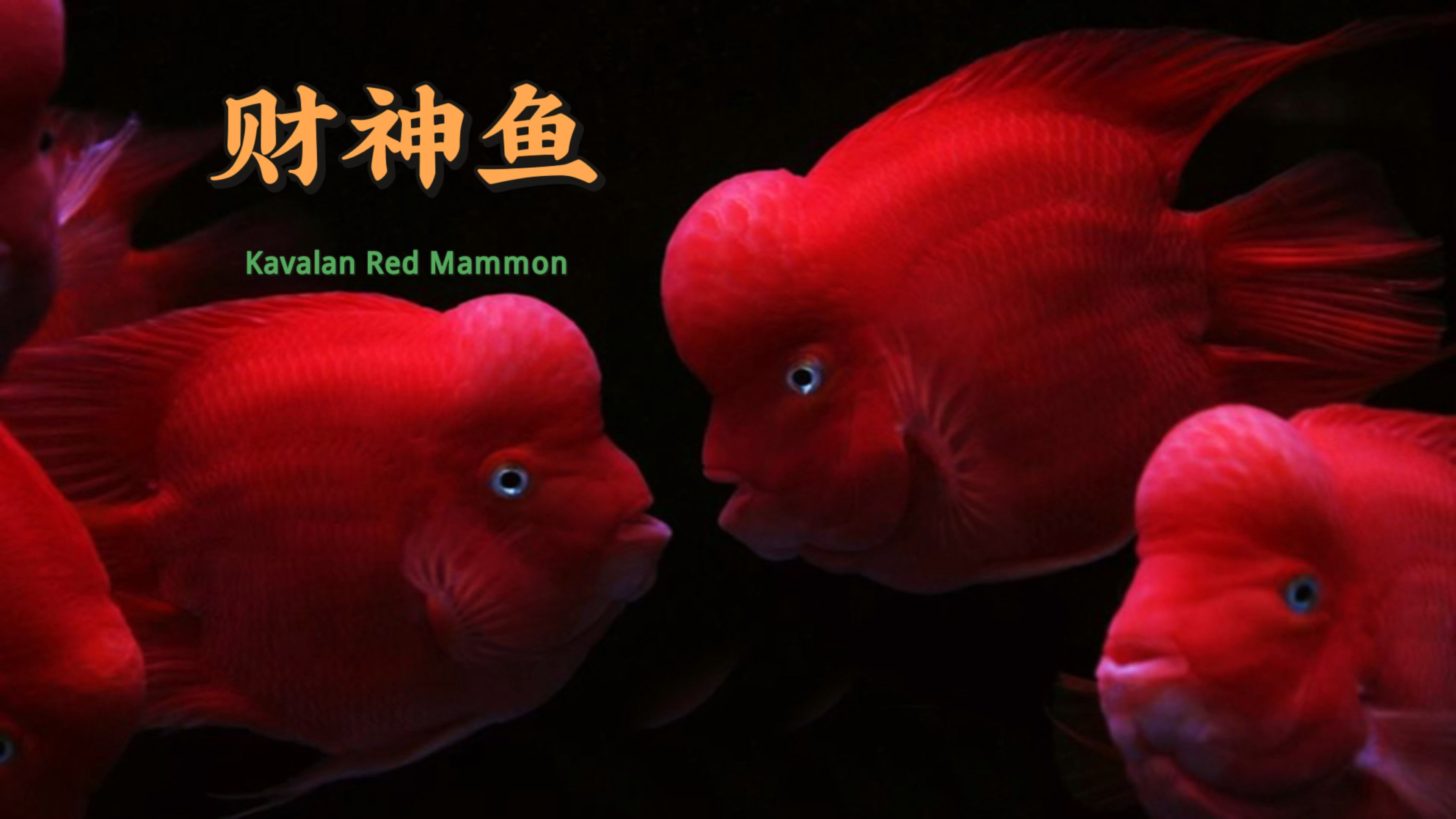 恭喜发财!招财进宝财神鱼