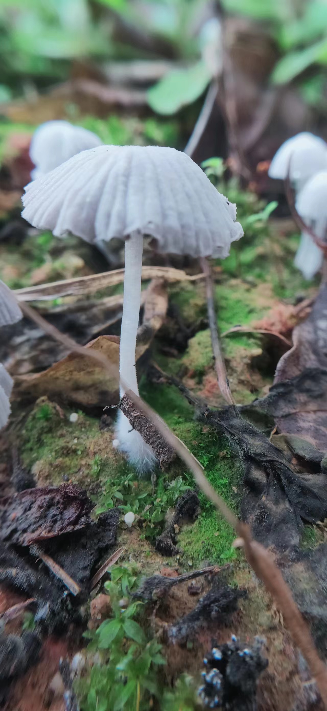 分享美图手机拍摄下的小蘑菇