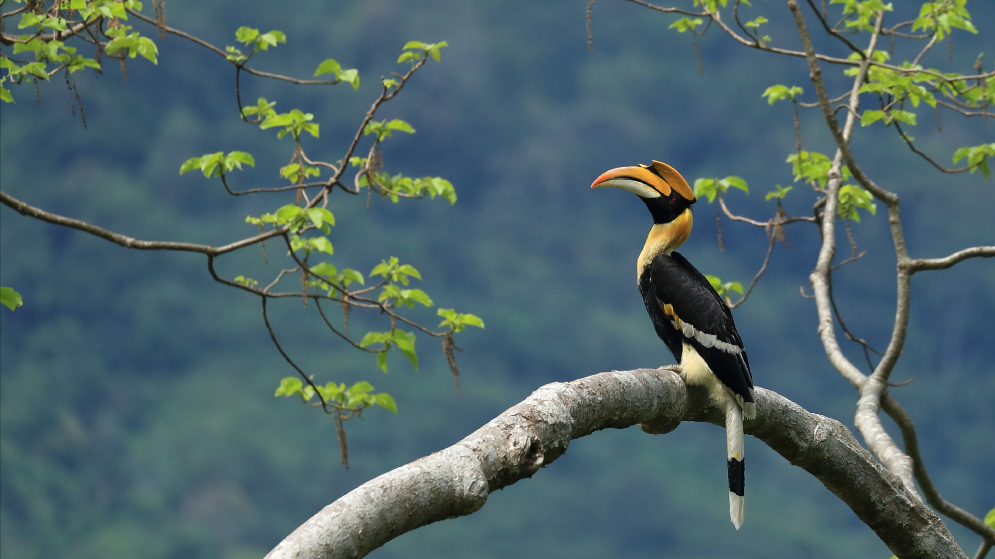 云南这座小县城聚集着国家珍贵鸟类,原始森林茂盛