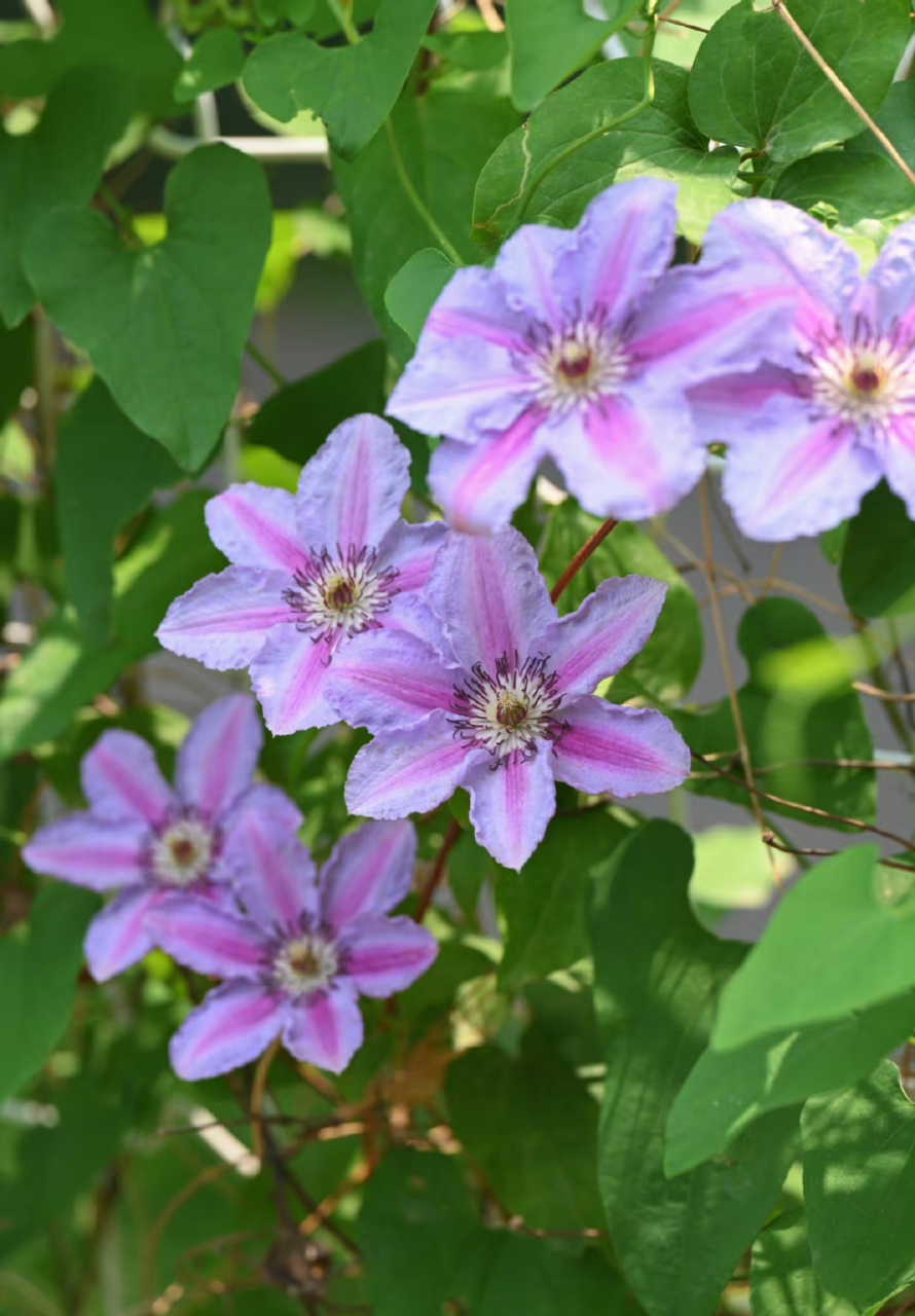 铁线莲(clematis florida thunb.)是毛茛科铁线莲属草质藤本.