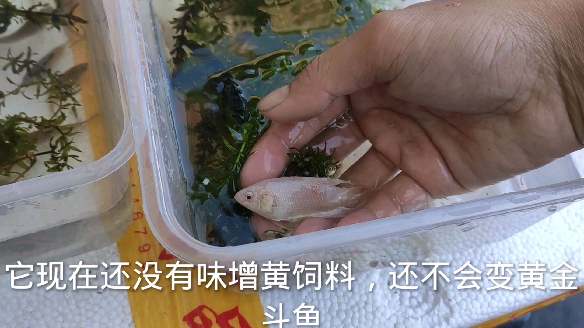 下午打包了10份斗鱼,寄了几百条野生小斗鱼出去
