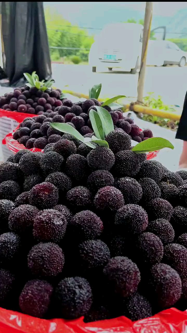 甜度也是最高,云南大杨梅和福建大杨梅口感都很好