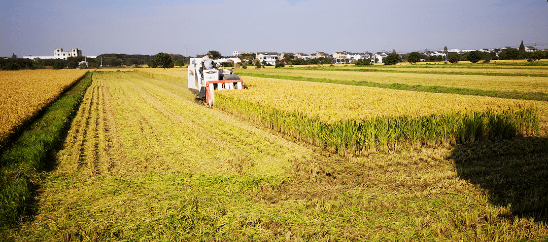 探究大米种植生长的环节与方法