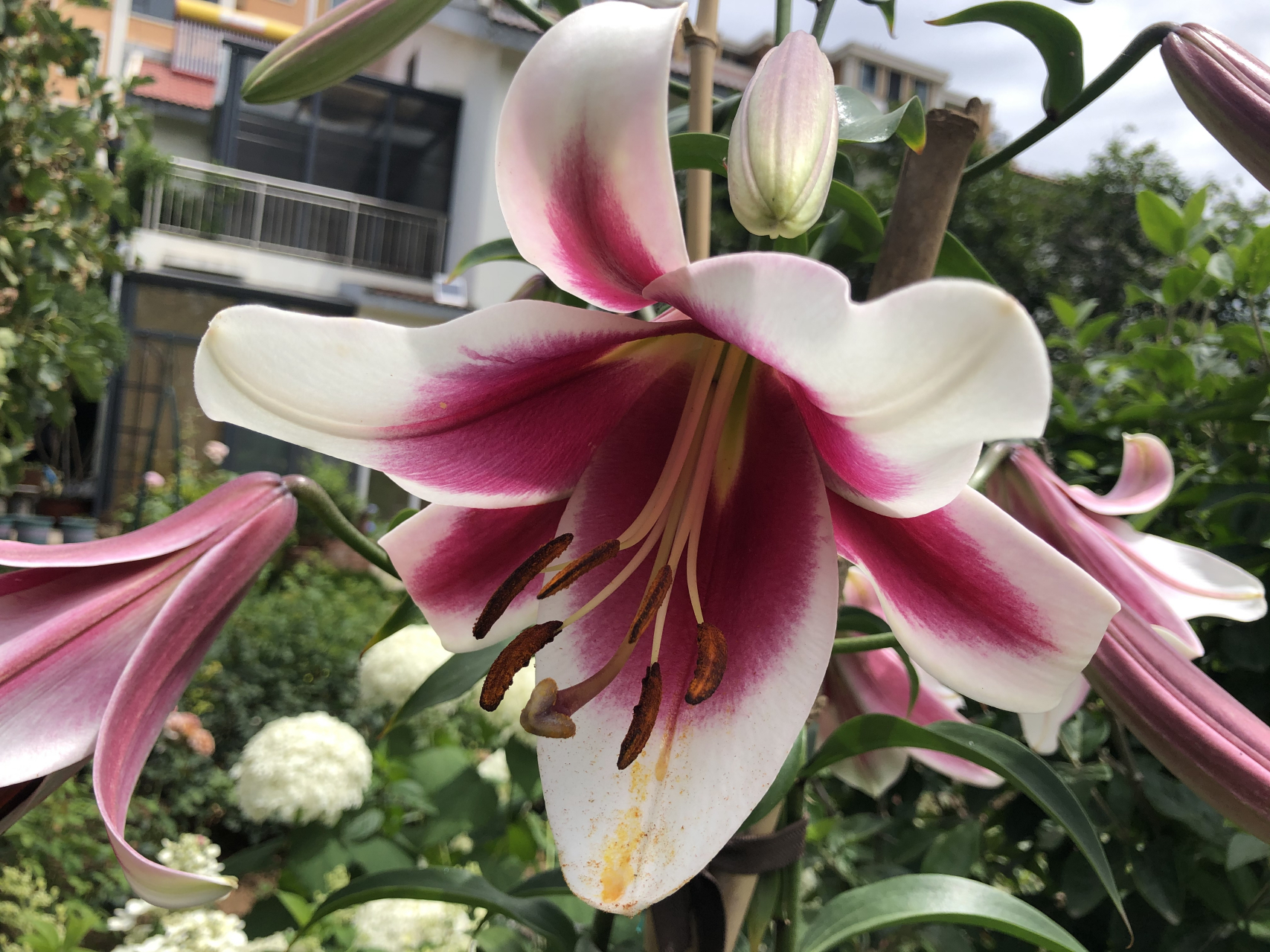 6月18日,庭院百合美素/丝绸之路初开.这是第二年复花,高度1.