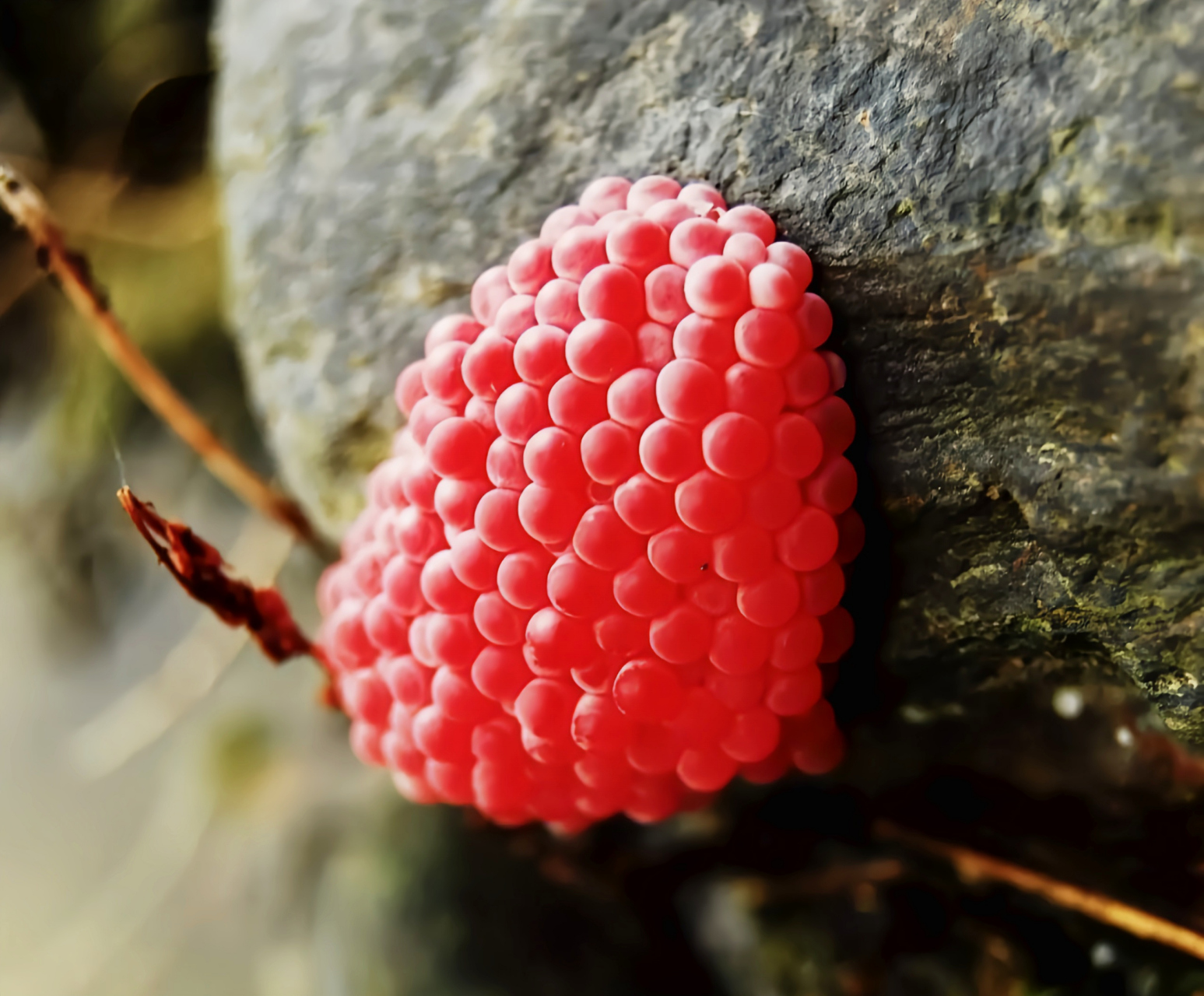 每天认识一种动物——福寿螺 福寿螺别名大瓶螺,原产于南美洲热带,亚