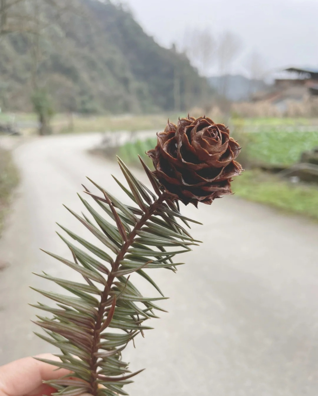 带刺玫瑰幽默回复图片