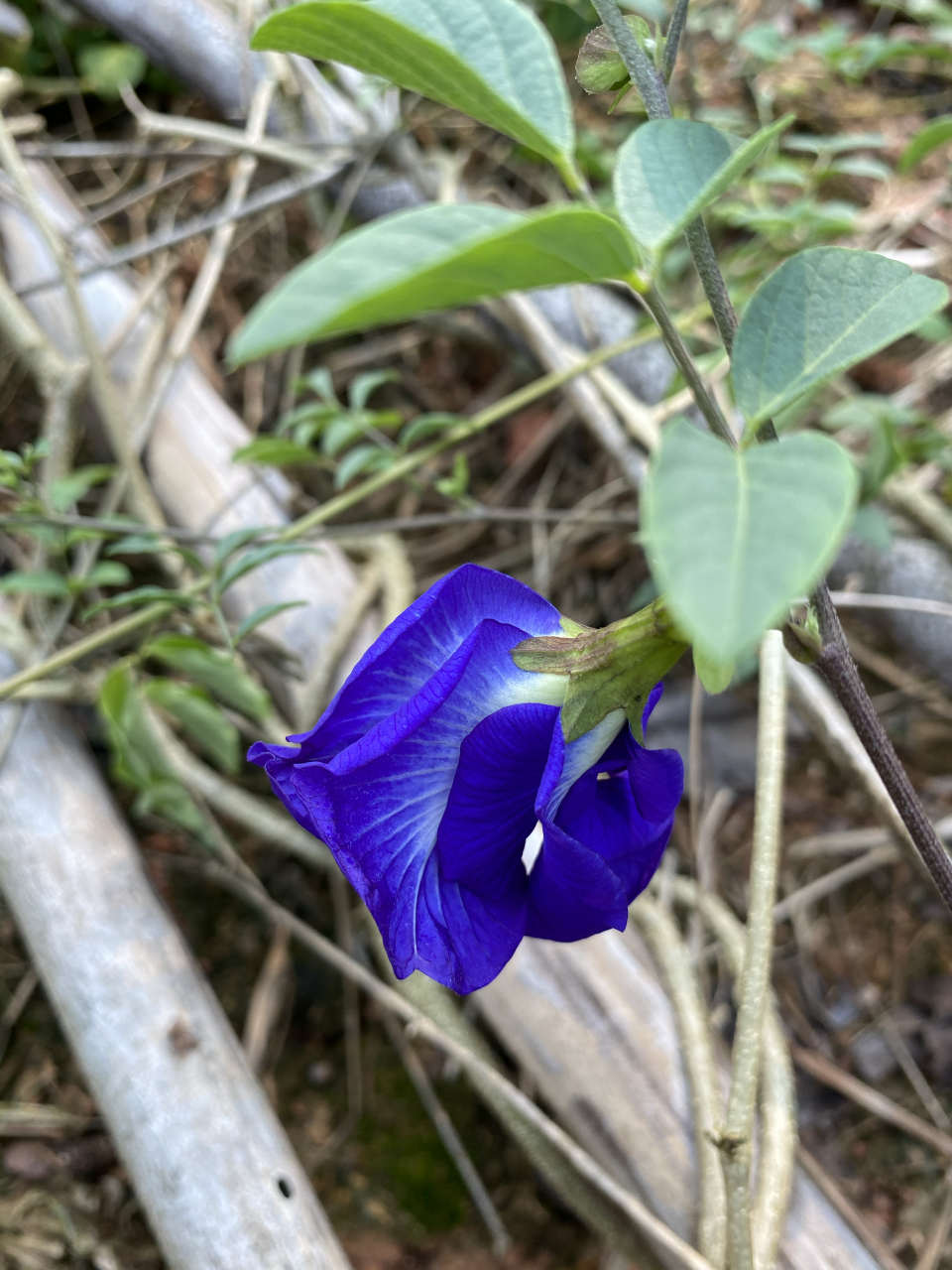 蓝蝴蝶花茶照片图片